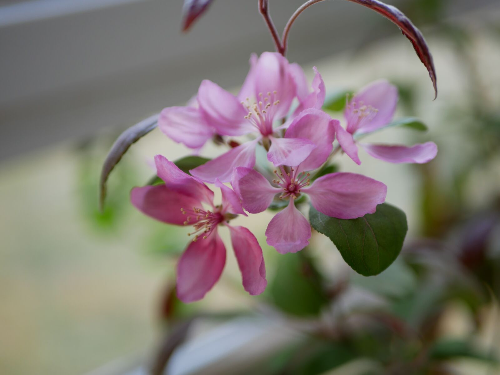Panasonic Lumix DMC-GX85 (Lumix DMC-GX80 / Lumix DMC-GX7 Mark II) sample photo. Hawthorn, flower photography