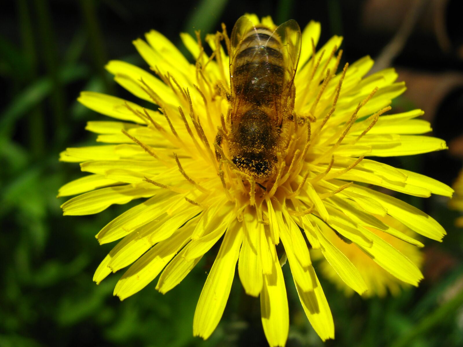 Canon PowerShot A470 sample photo. Nature, bee, nectar photography