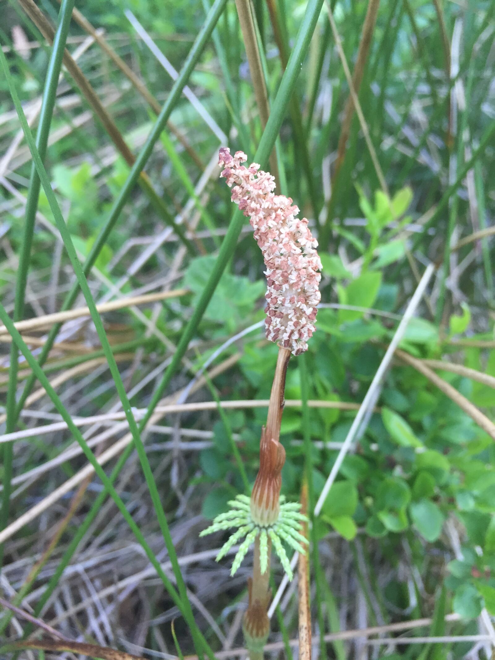 Apple iPhone 6 sample photo. Horsetail, nature, plant photography