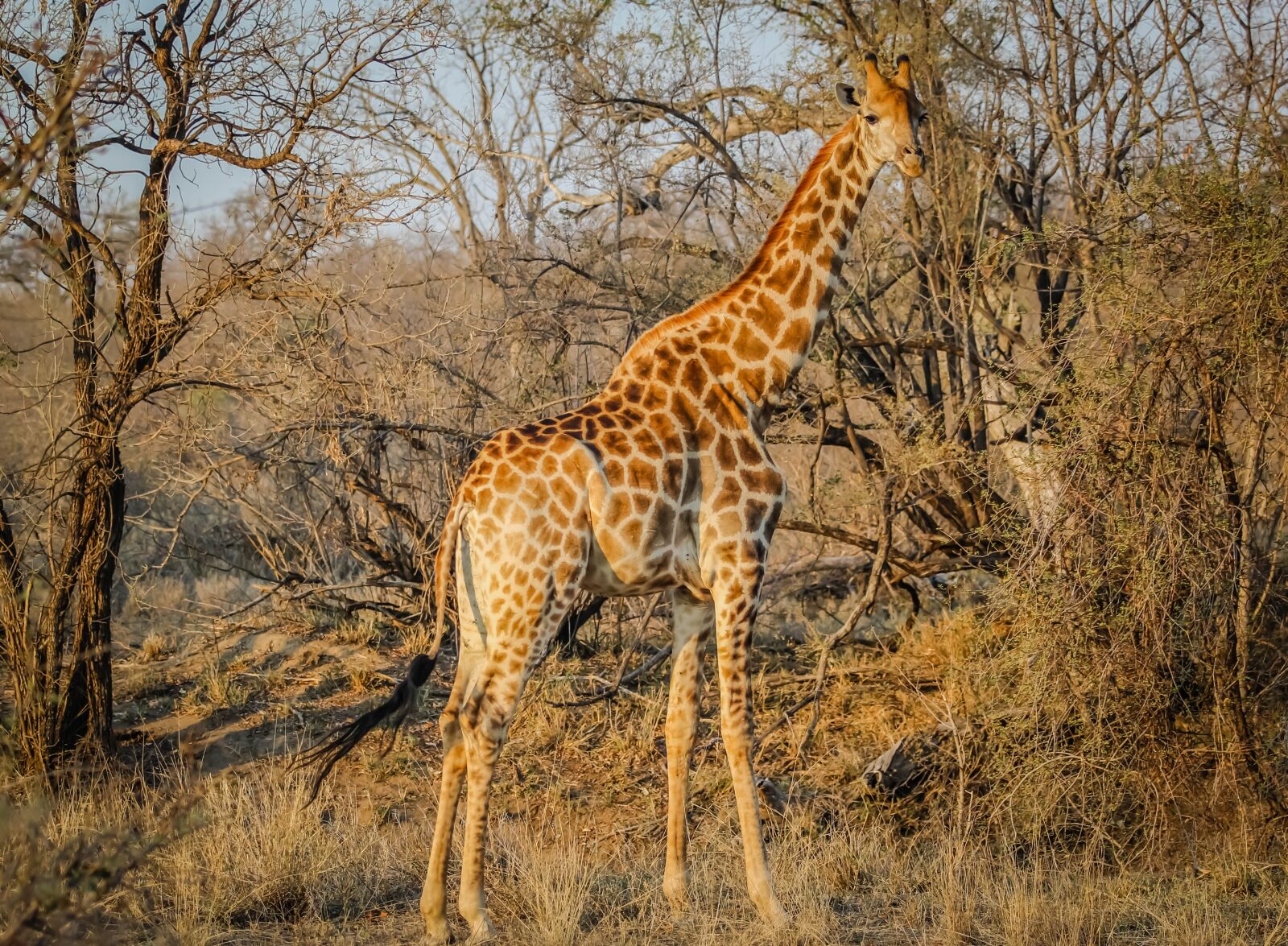 Canon EOS 60D + Canon EF 70-200mm F2.8L USM sample photo. Giraffe, africa, animal photography