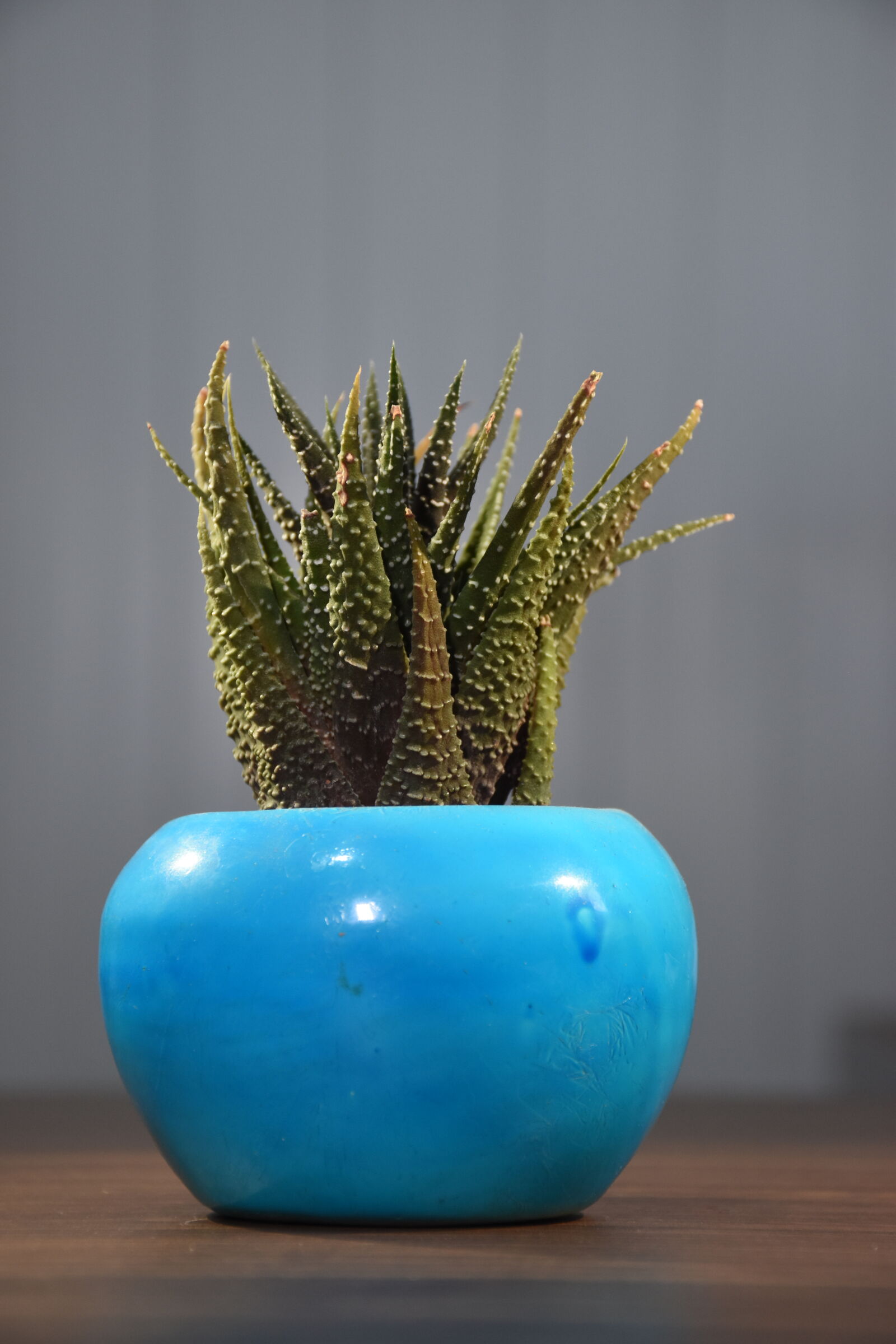 Nikon D5600 sample photo