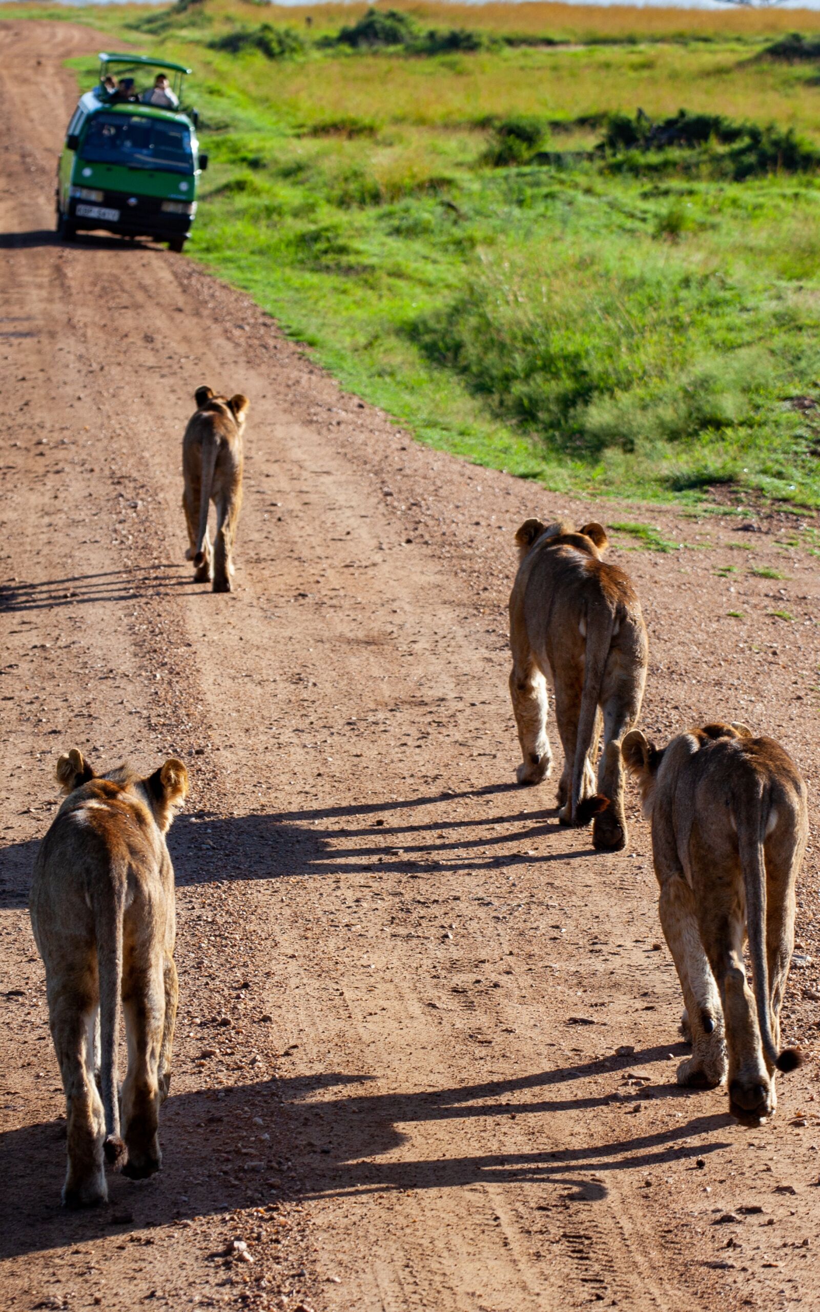 Canon EOS 5D Mark II sample photo. Lion, auto, kenya photography