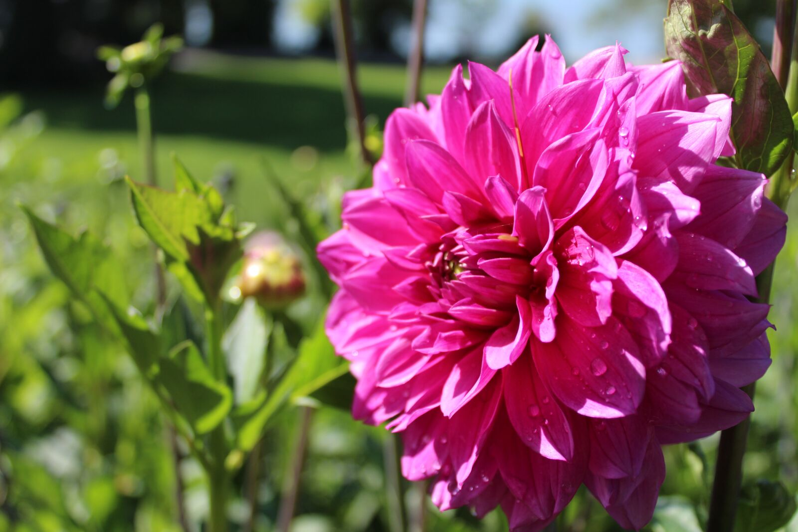 Canon EOS 1300D (EOS Rebel T6 / EOS Kiss X80) sample photo. Dahlia, flower, flower garden photography