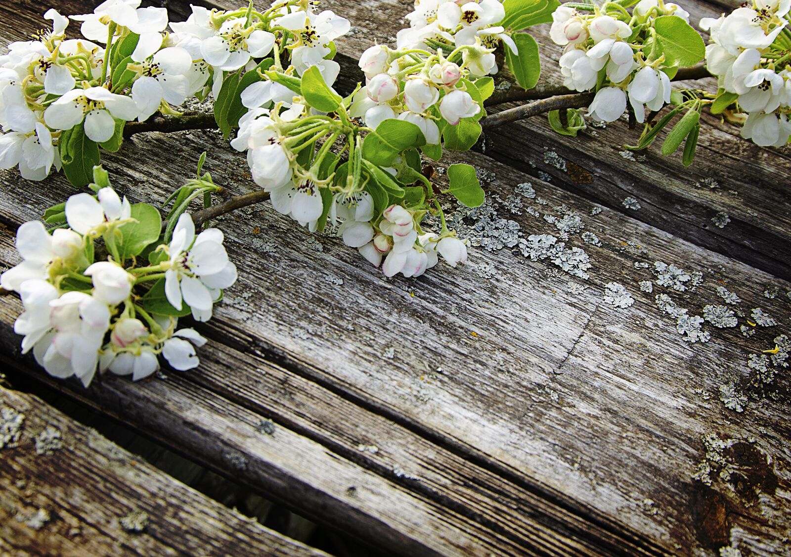 Nikon D7000 sample photo. White flowers, bloom, apple photography