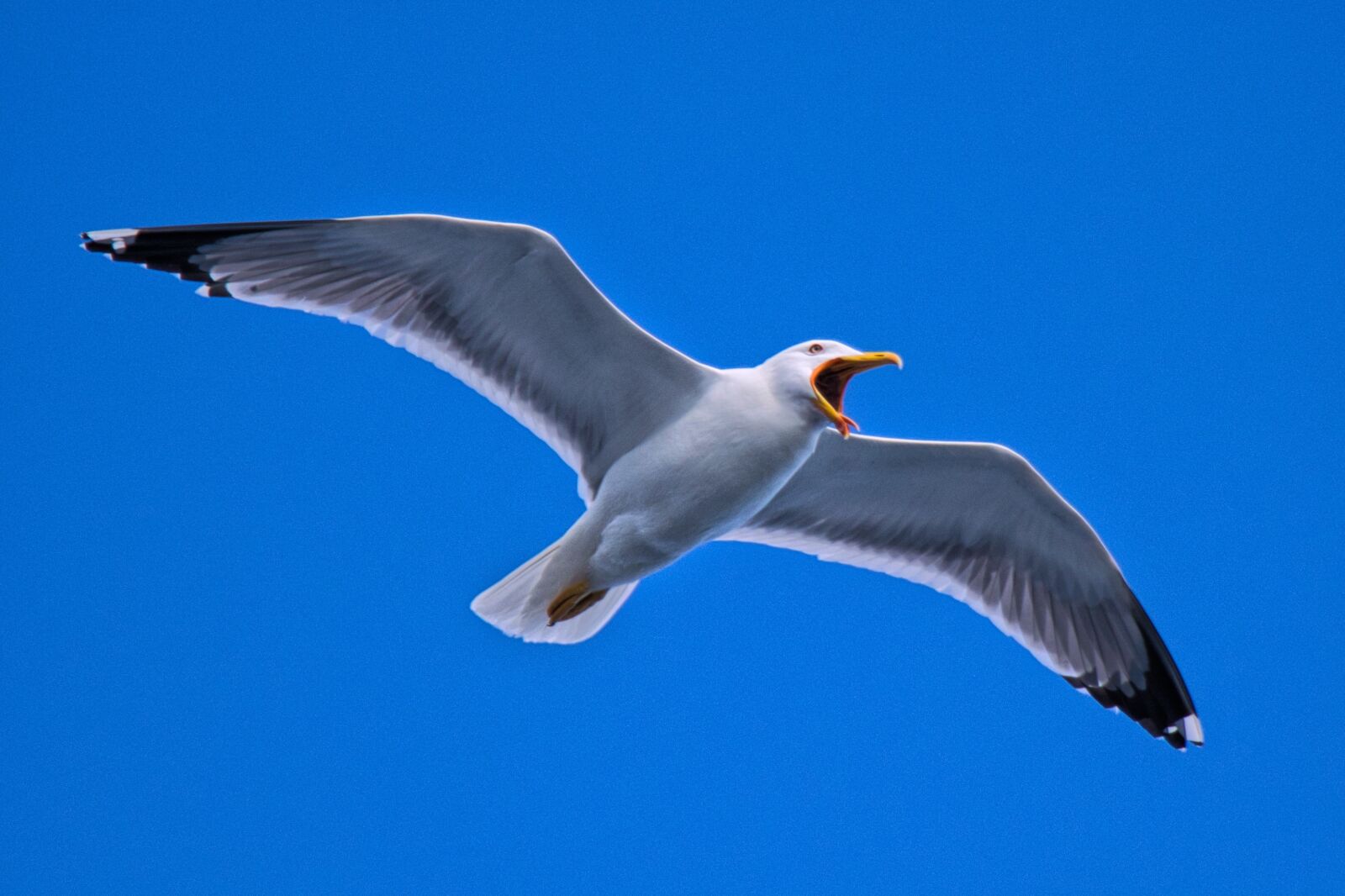 Canon EF-S 18-135mm F3.5-5.6 IS USM sample photo. Seagull, bird photography