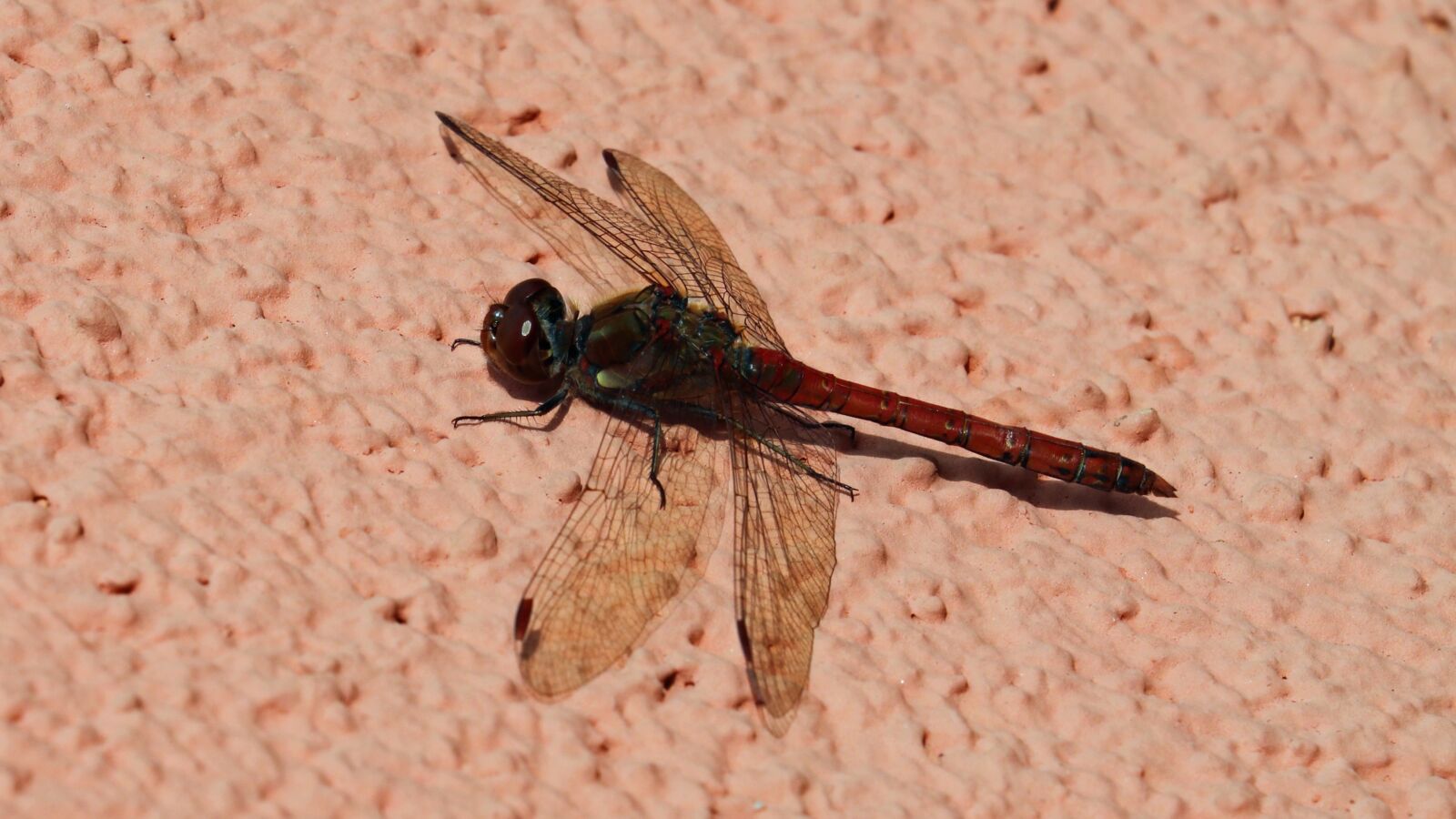 Canon EOS 750D (EOS Rebel T6i / EOS Kiss X8i) sample photo. Dragonfly, animal, wing photography