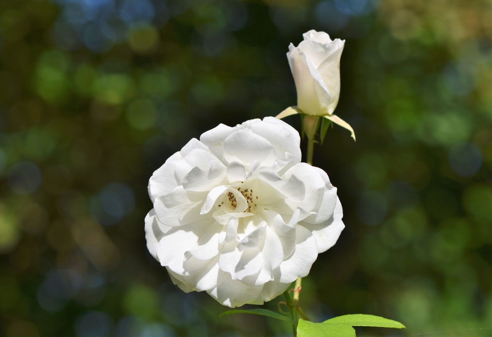 Nikon D7200 sample photo. Rose, rose bloom, bud photography
