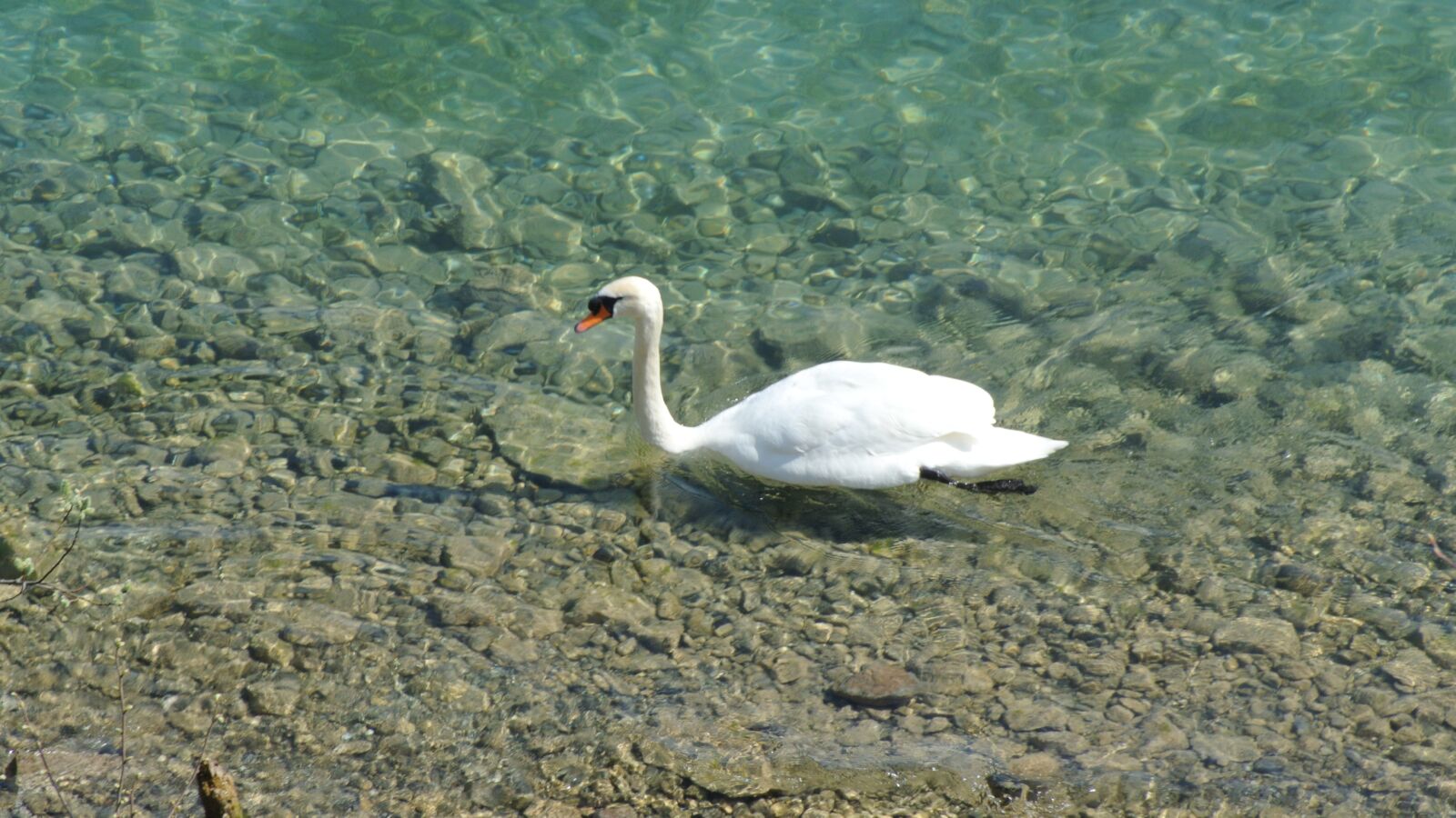 1 NIKKOR VR 10-100mm f/4-5.6 sample photo. Swan, lake, swim photography