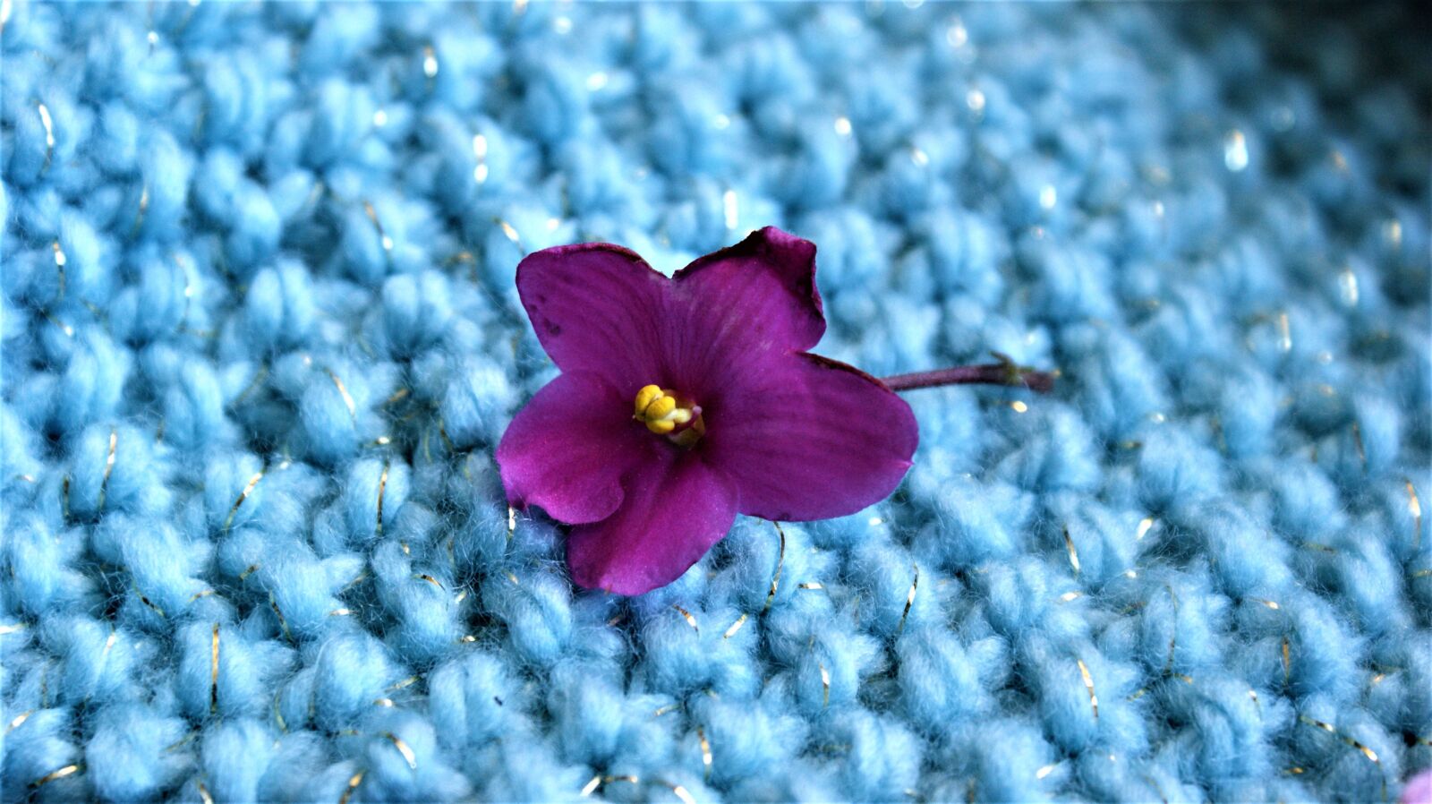Sony Alpha DSLR-A350 sample photo. Flower, silver thread, knitted photography