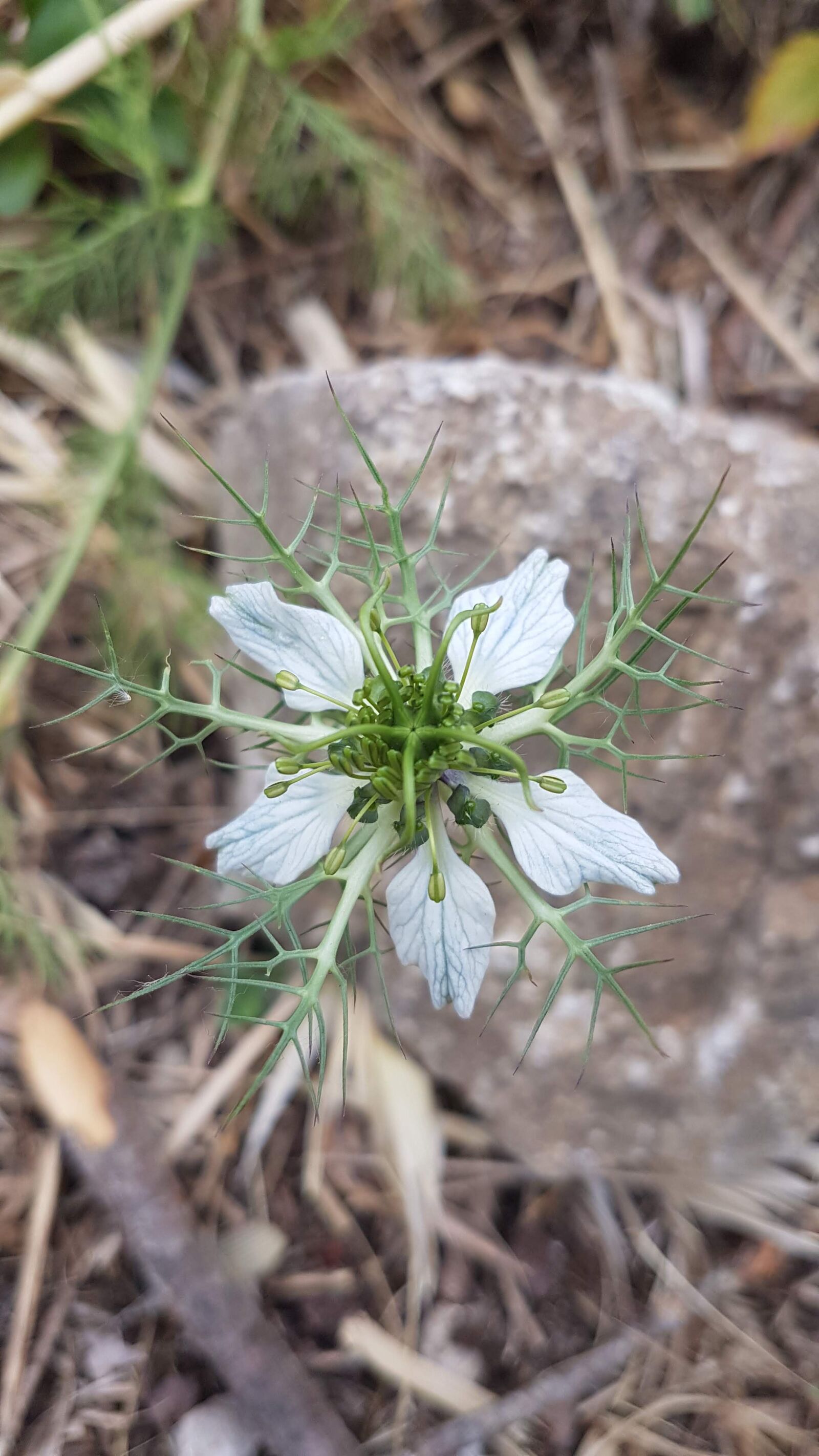 Samsung Galaxy S7 Edge sample photo. Fennel, flower, wild photography