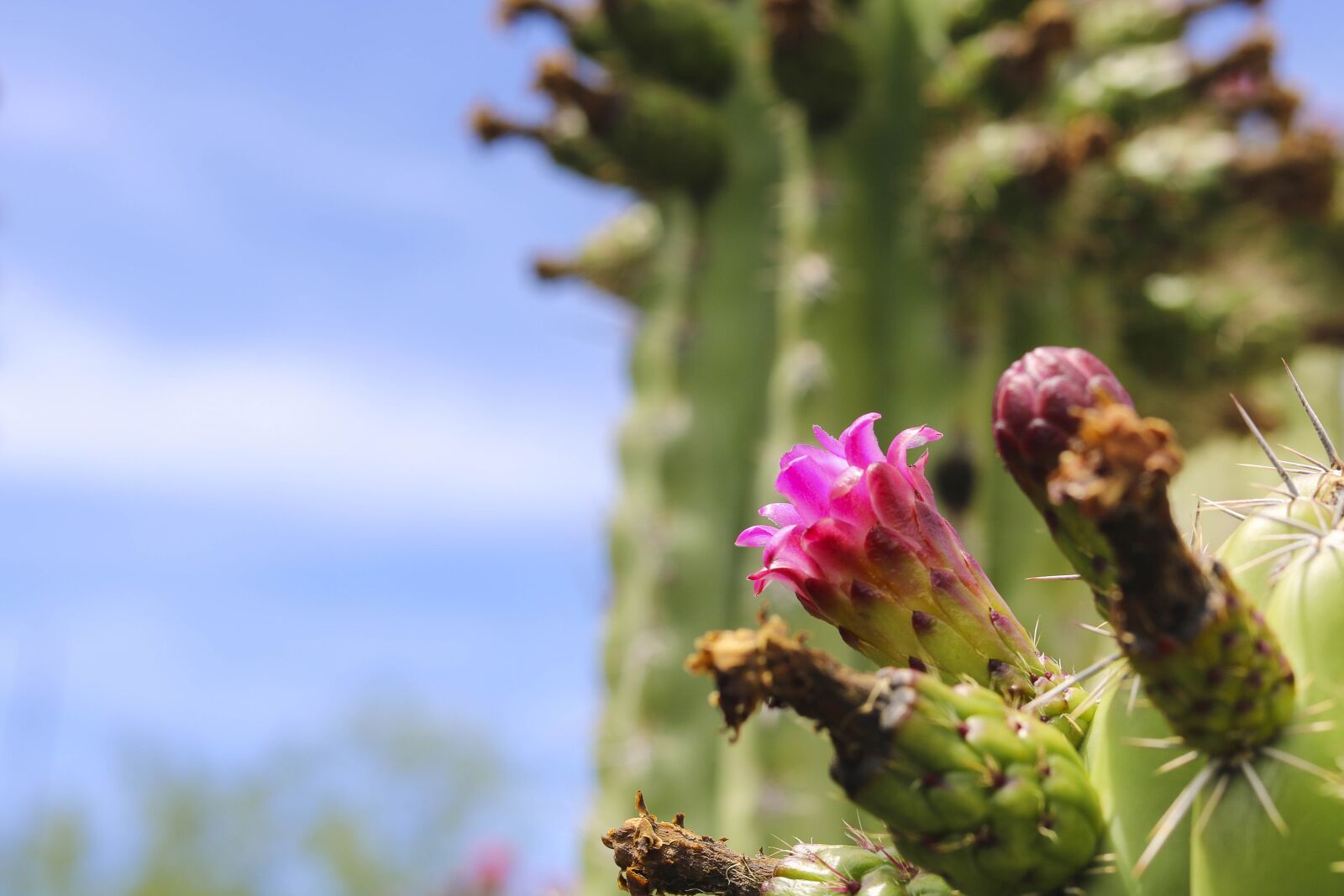 Canon EOS 750D (EOS Rebel T6i / EOS Kiss X8i) + Canon EF 50mm F1.8 STM sample photo. Cactus, flower, pink photography