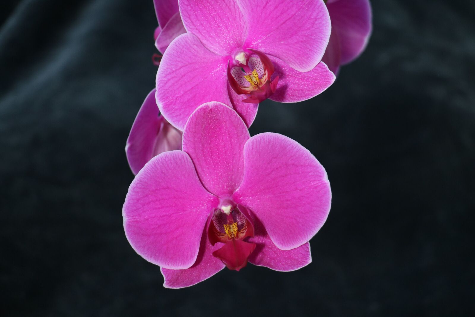Canon EOS 760D (EOS Rebel T6s / EOS 8000D) sample photo. Orchid, flower, pink photography