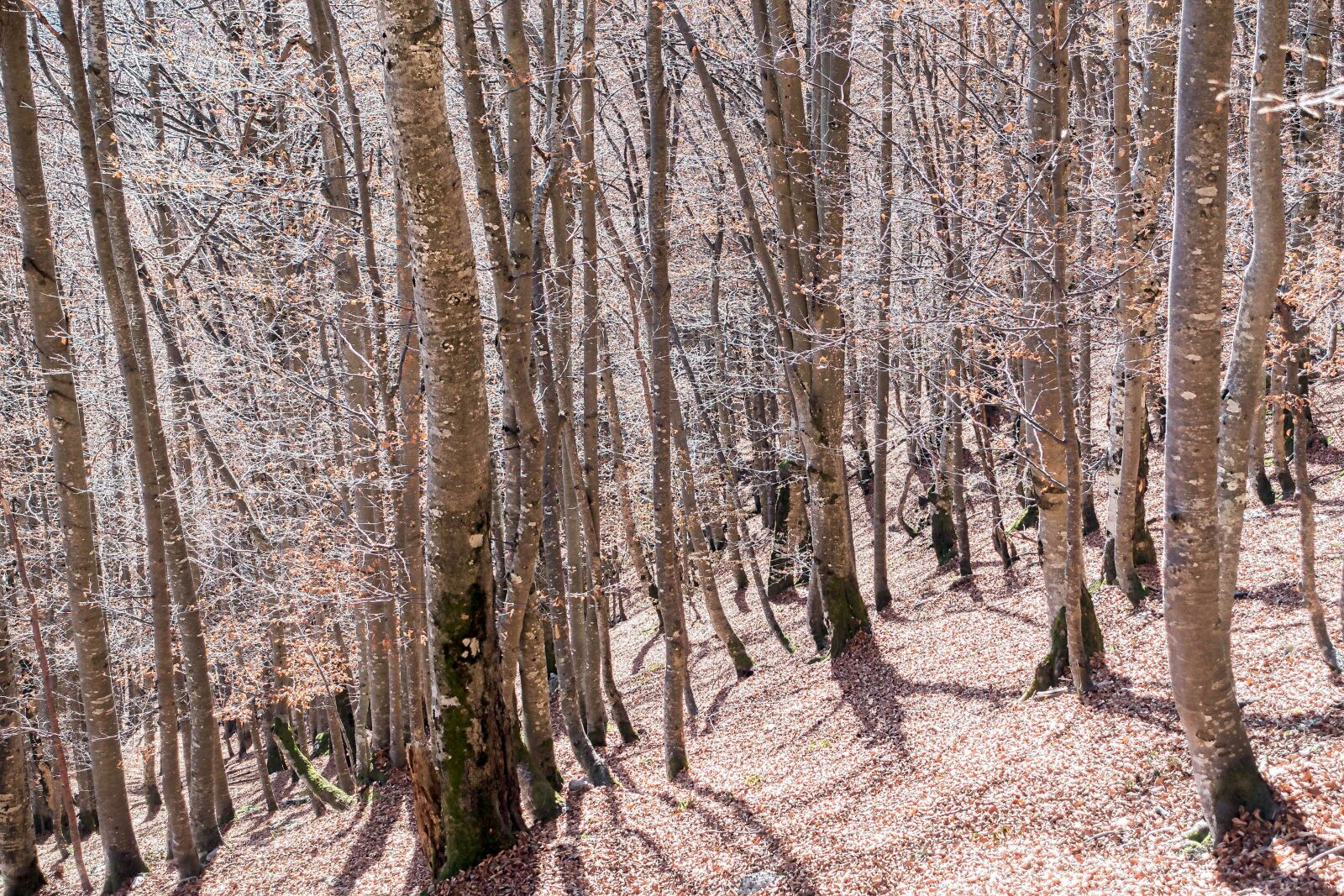 Sony Cyber-shot DSC-RX100 III sample photo. Book, autumn, mountain forests photography