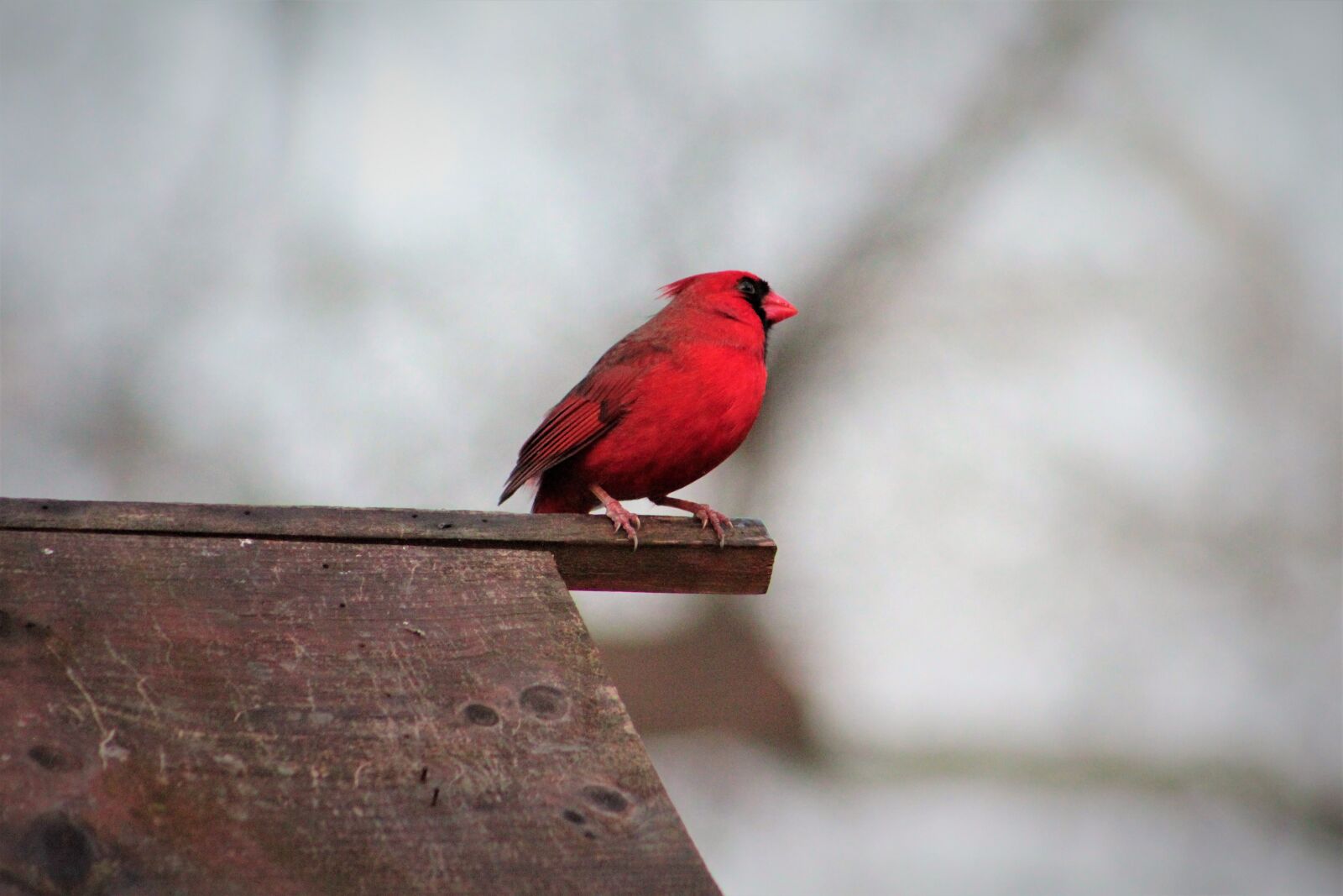 Canon EOS 550D (EOS Rebel T2i / EOS Kiss X4) sample photo. Bird, outdoors, nature photography