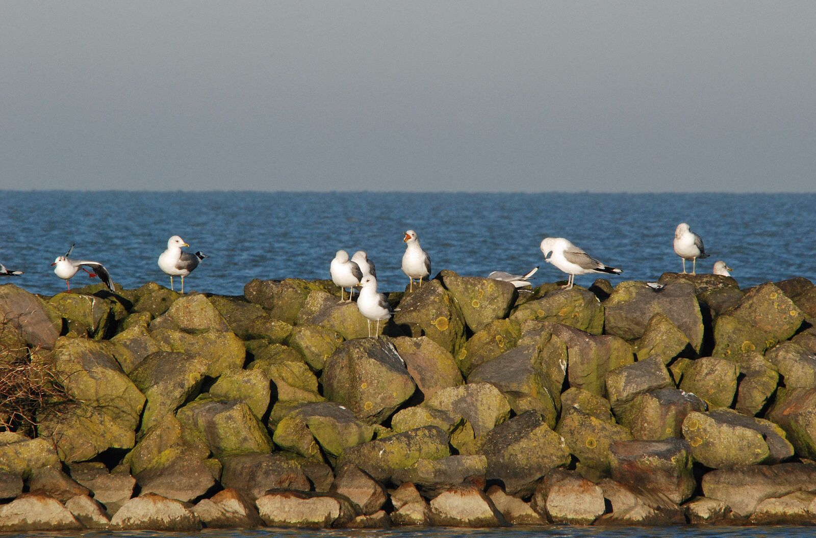 Nikon D80 sample photo. Seagull, white, sea photography
