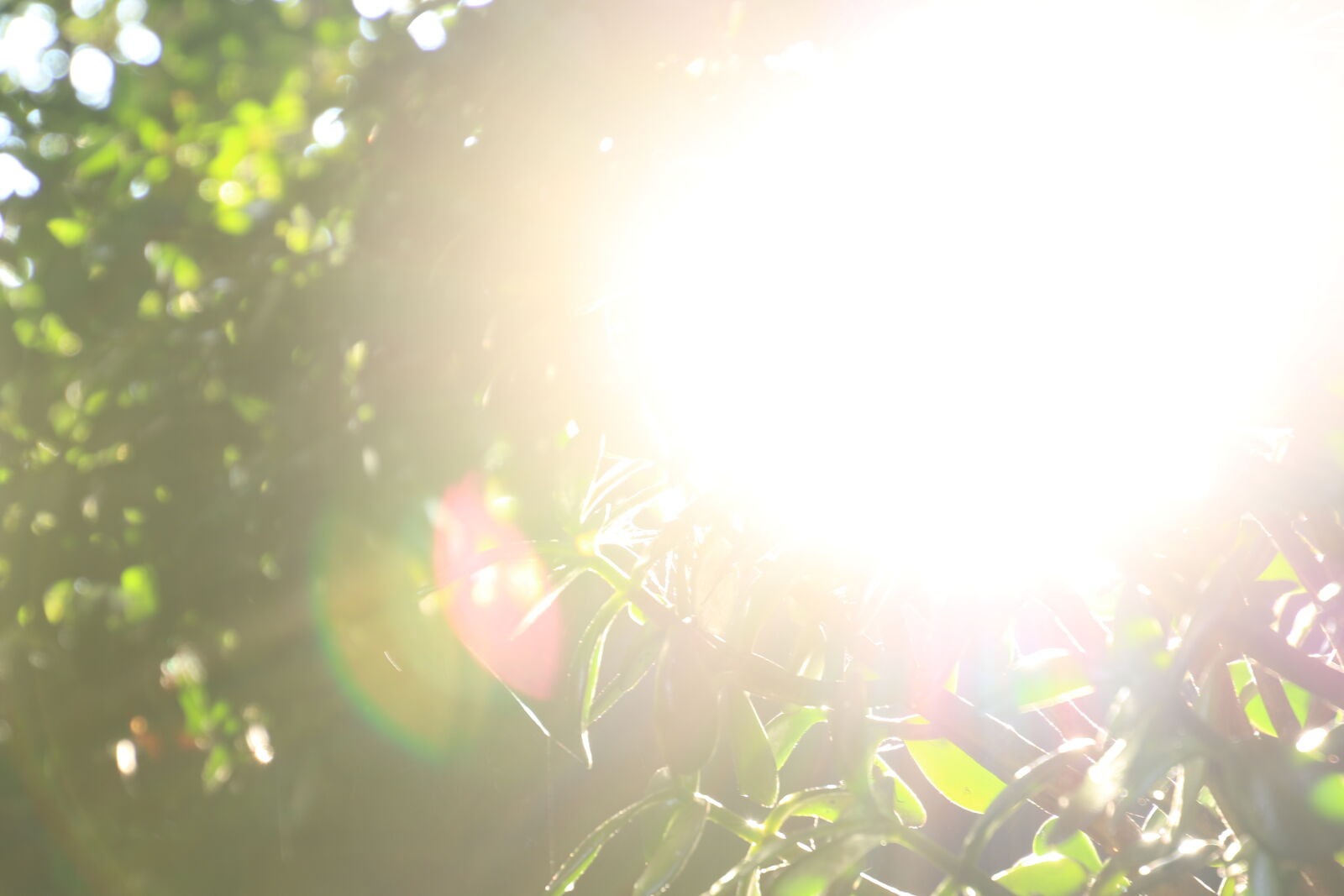 Canon EOS 7D Mark II sample photo. Bright, earth, garden, green photography