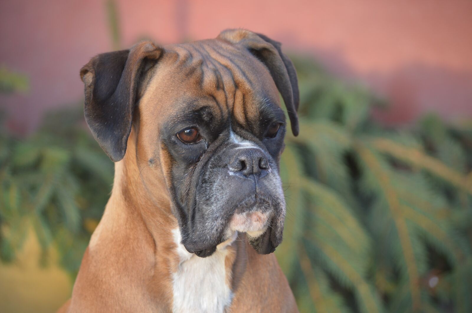 Nikon D3200 sample photo. Dog, breed boxer, portrait photography