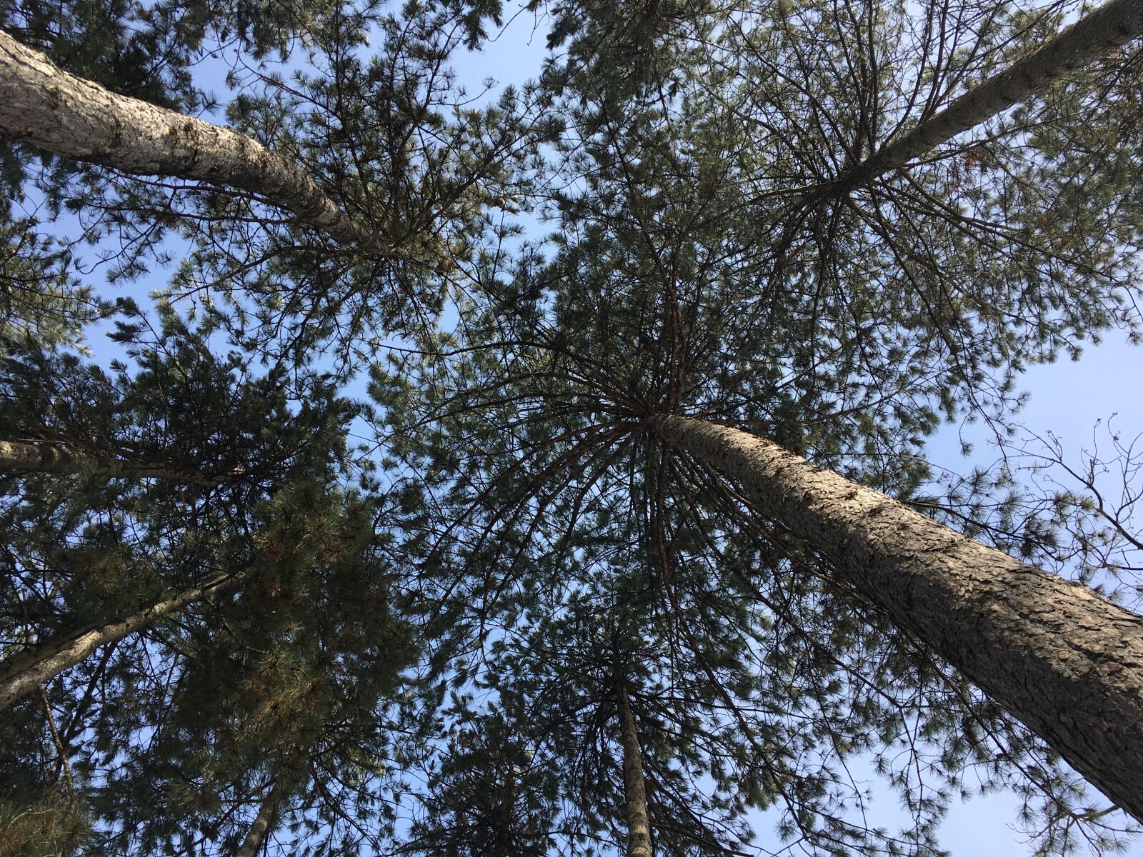 Apple iPhone 6s sample photo. Wood, nature, branch photography