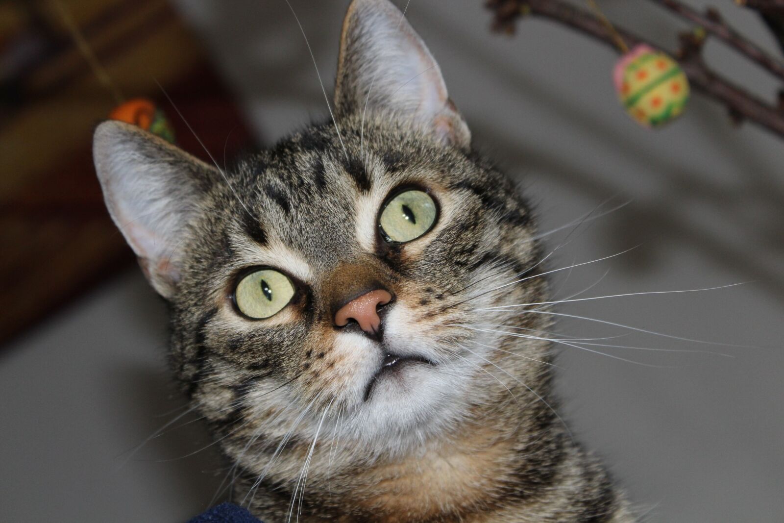Canon EOS 1300D (EOS Rebel T6 / EOS Kiss X80) sample photo. Cat, cute, close up photography