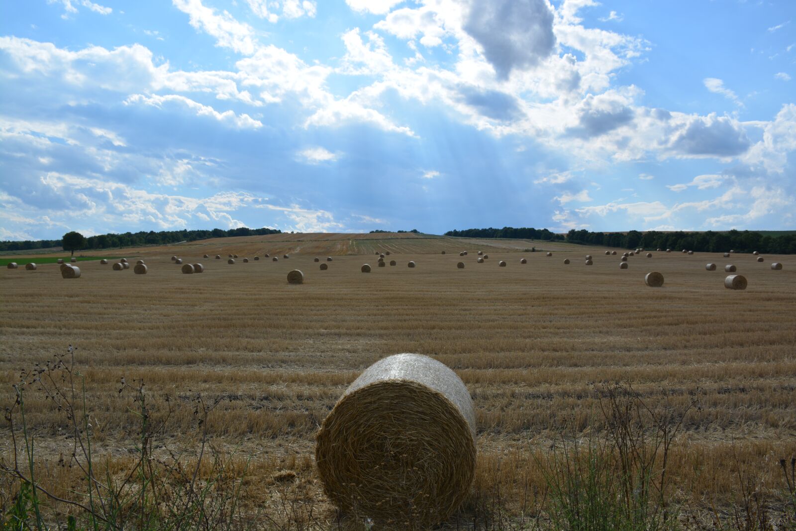 Nikon D5200 sample photo. Straw, sky, nature photography