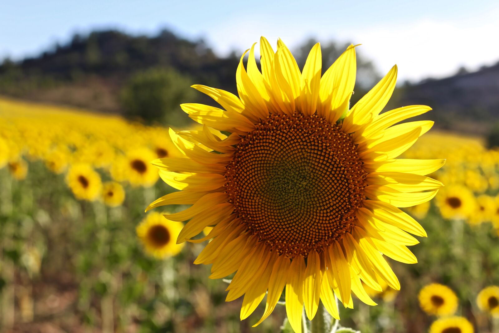 Canon EF 50mm F1.8 II sample photo. Sunflower, sun, plants photography