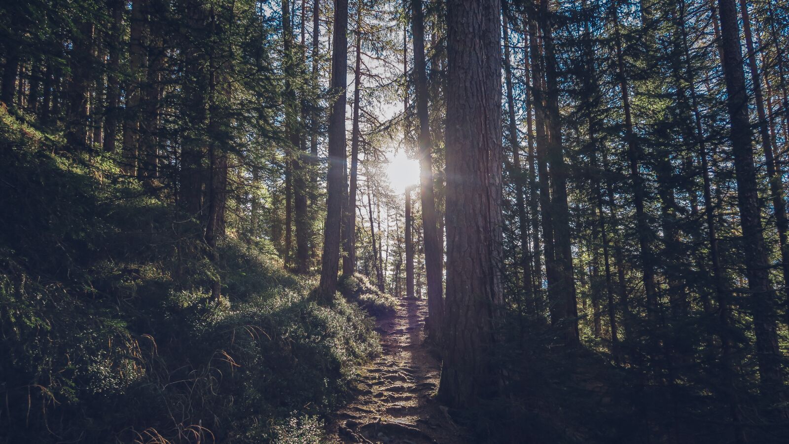 Canon PowerShot G7 X sample photo. Forest, nature, outdoors photography