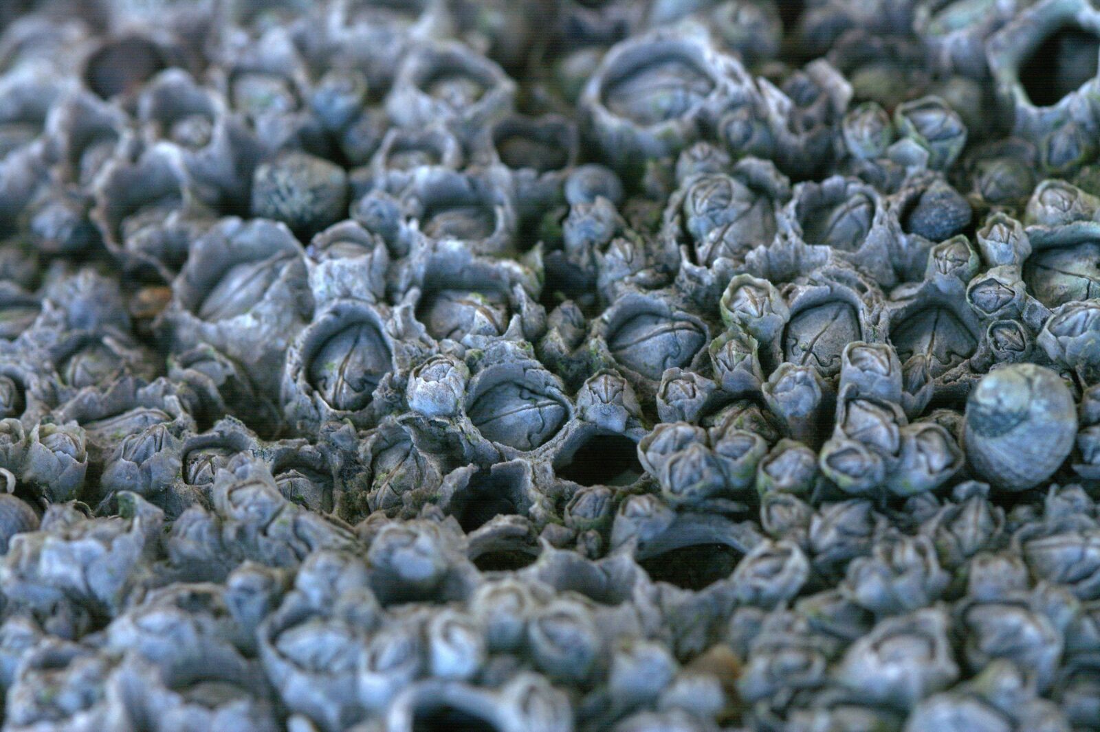 Nikon D5200 sample photo. Smallpox, barnacles, rankenfuesser photography