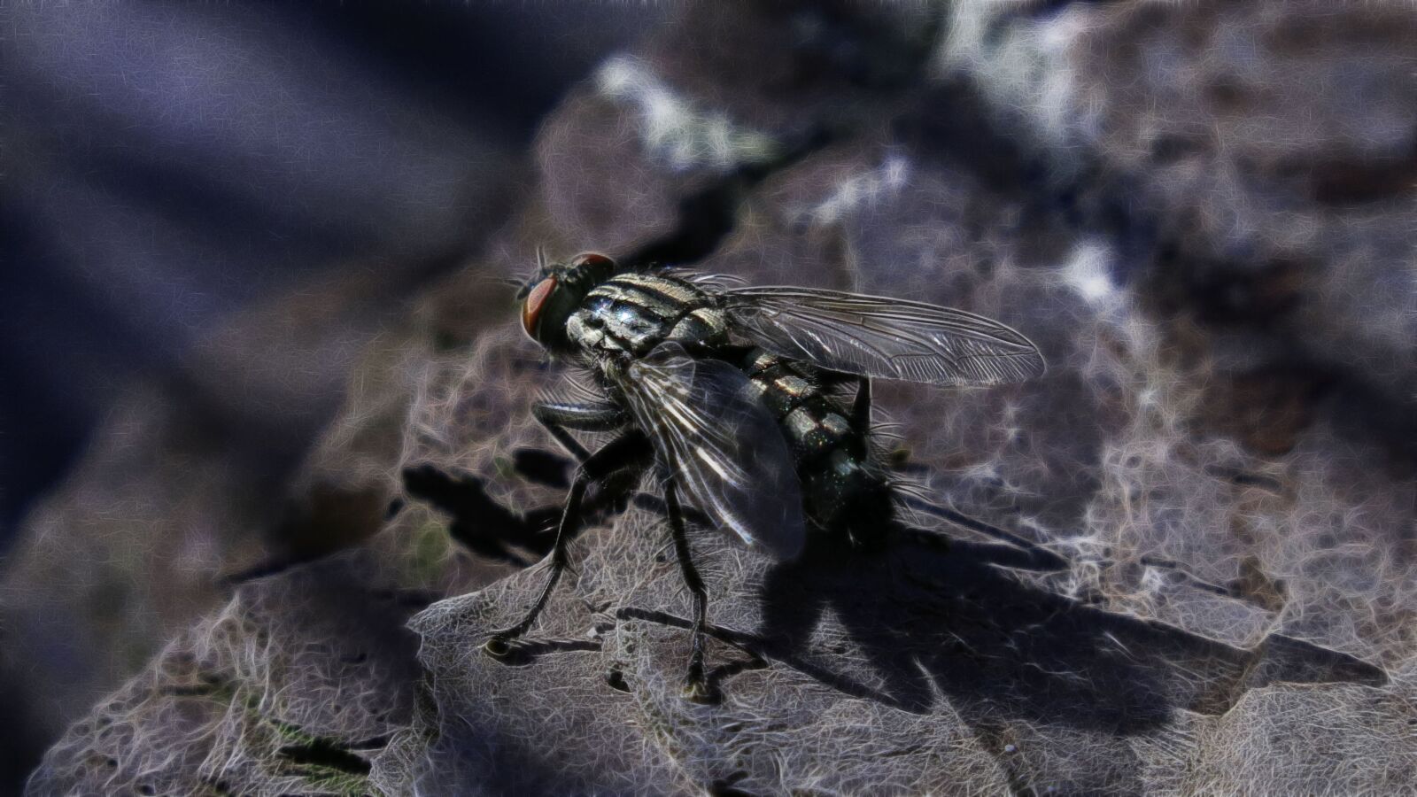 Canon PowerShot G15 sample photo. Fractalius, carnivore, fly photography