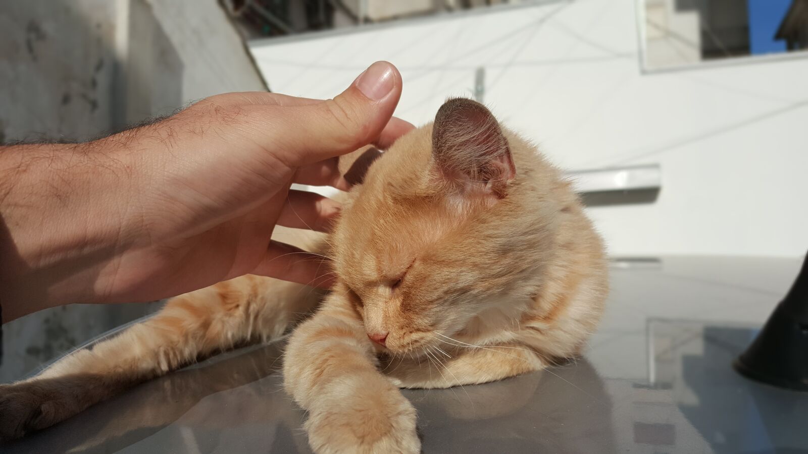Samsung Galaxy Note5 sample photo. Cat, cute, care photography