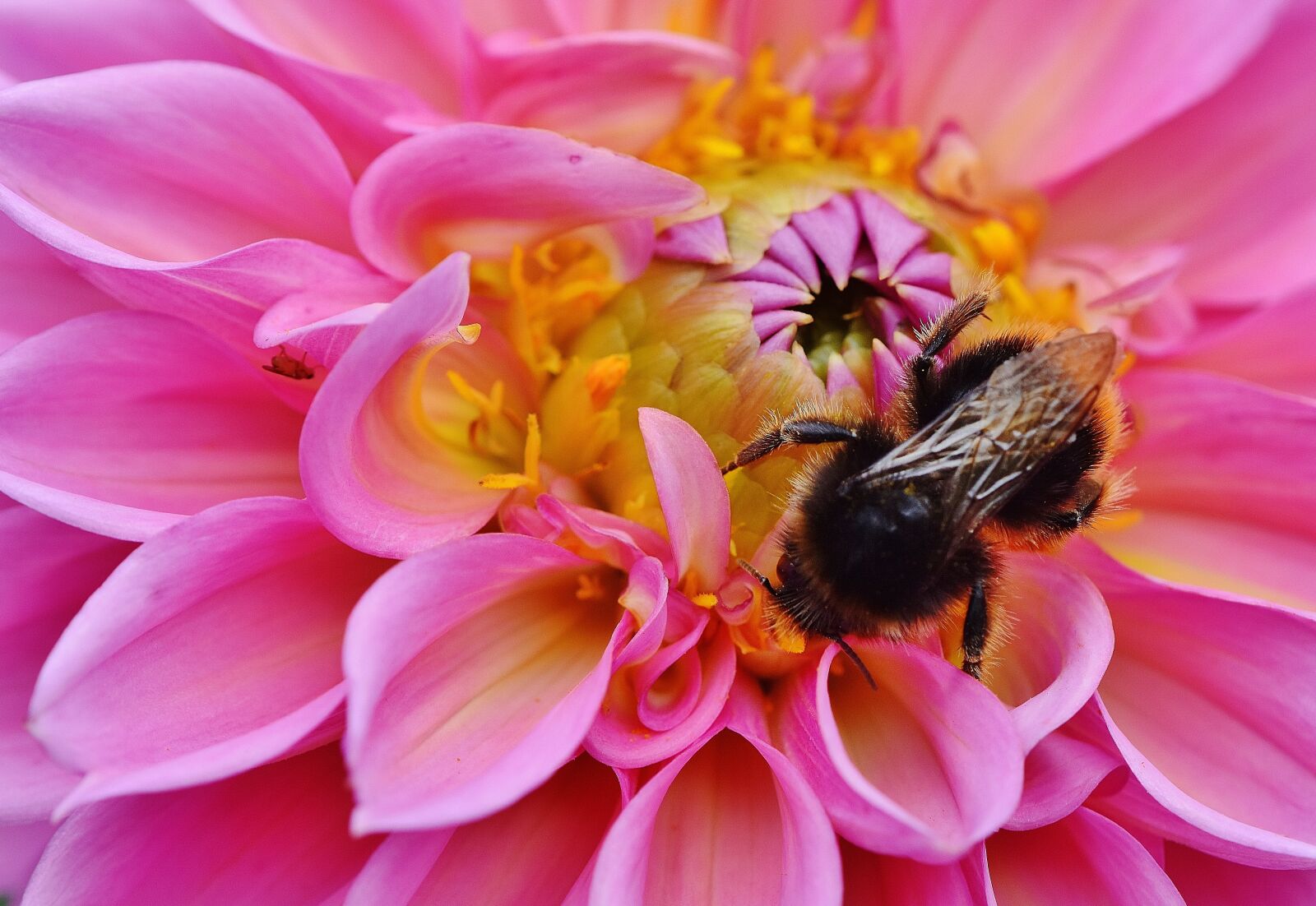 Nikon D7200 sample photo. Dahlia, hummel, dahlias photography