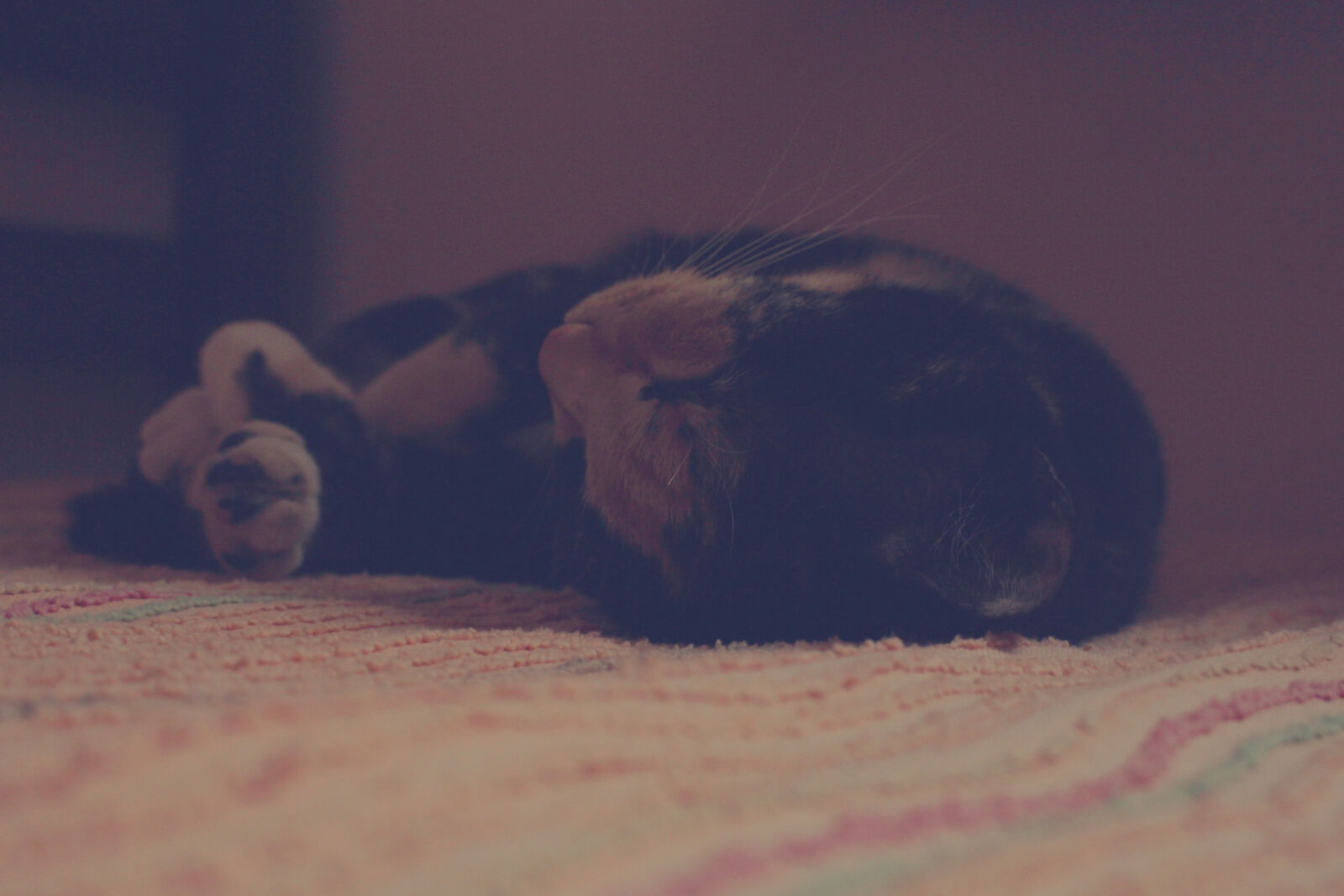 Canon EOS 700D (EOS Rebel T5i / EOS Kiss X7i) sample photo