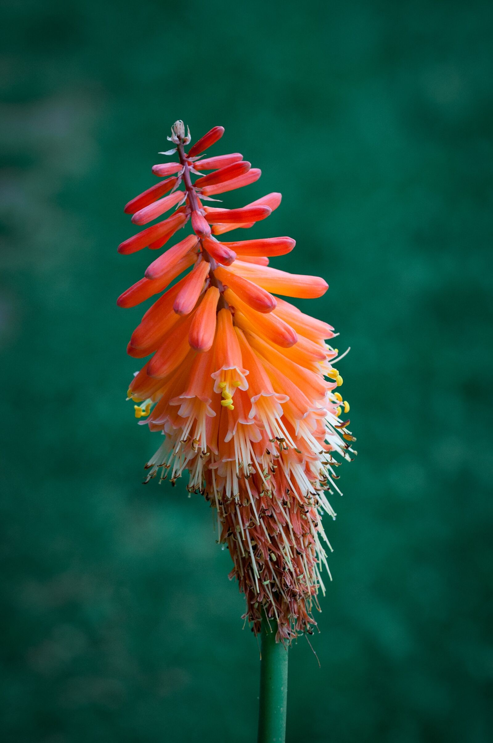 Nikon D90 sample photo. Fakellilie, grass tree family photography