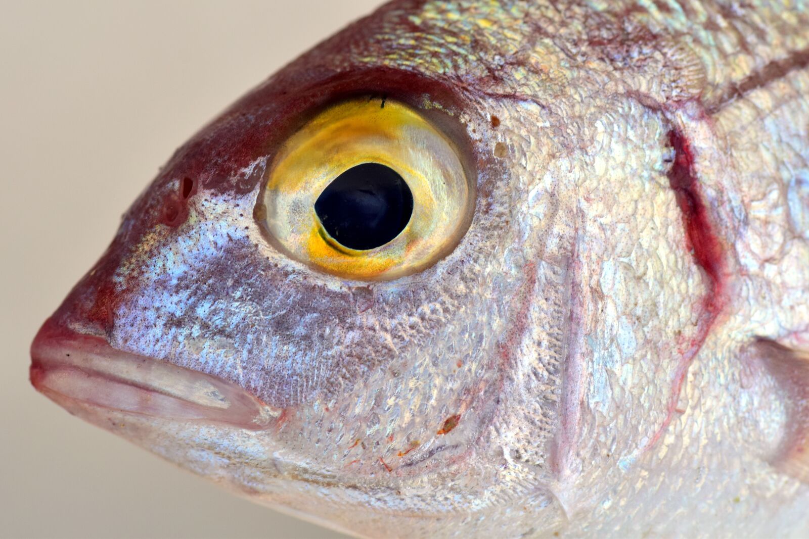 Nikon D3300 sample photo. Fish, mediterranean, salzwasserfisch photography