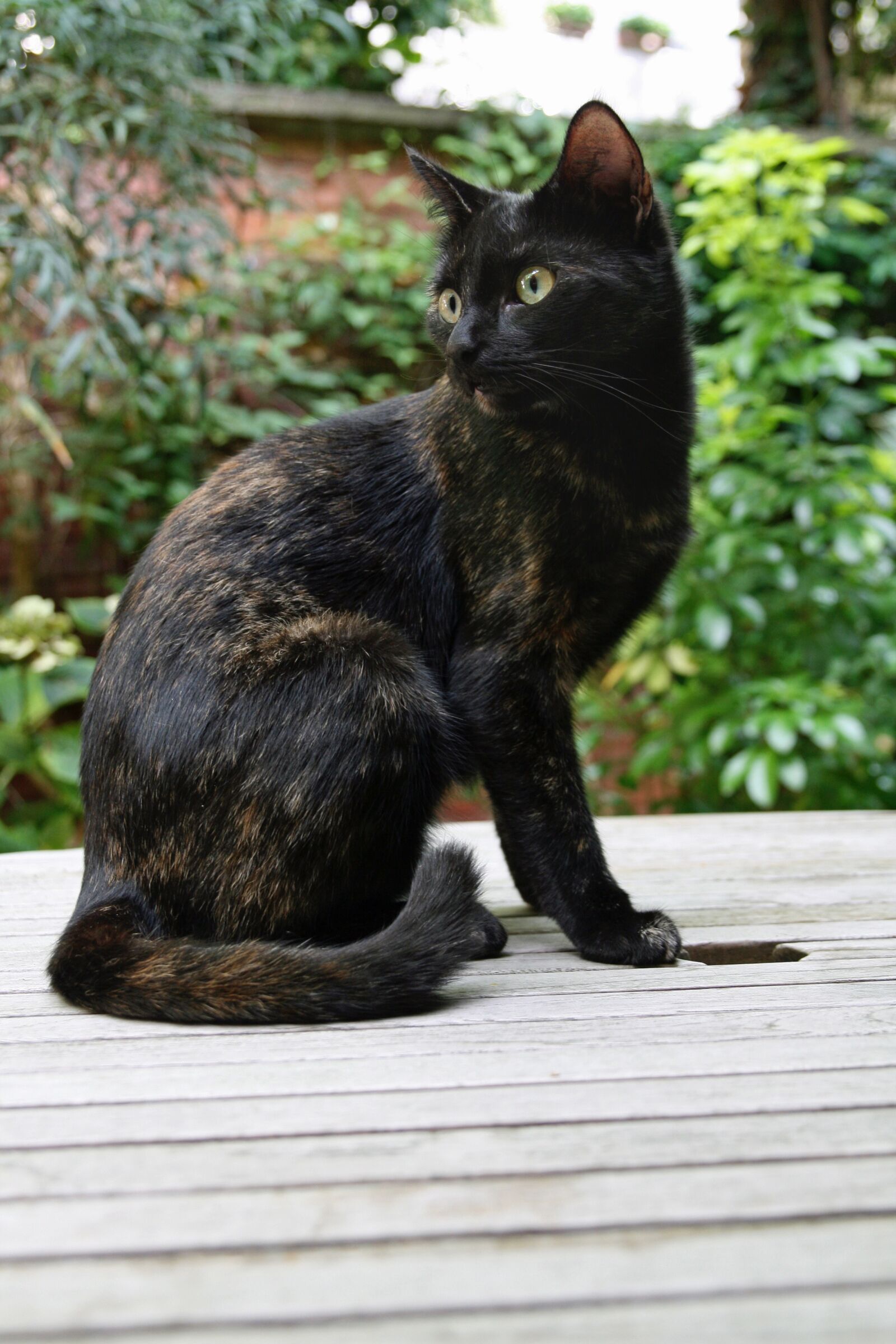 Canon EOS 400D (EOS Digital Rebel XTi / EOS Kiss Digital X) sample photo. Cat, domestic cat, tortoise photography