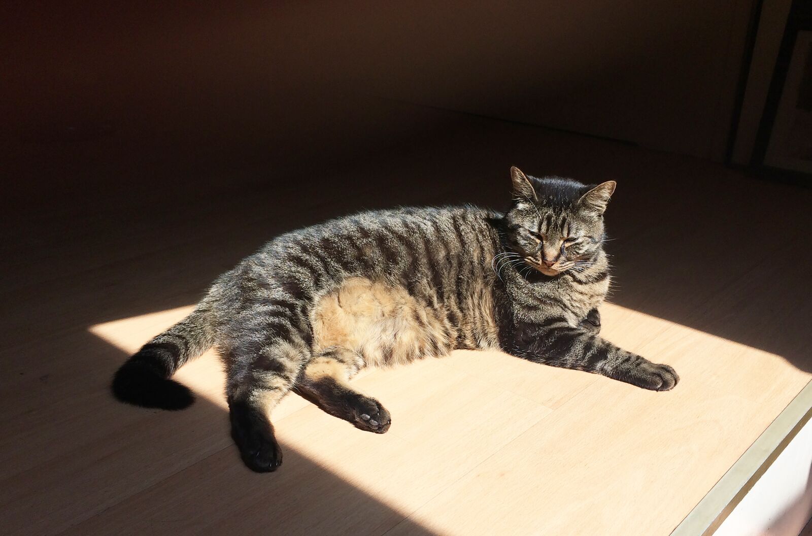 Apple iPhone 5s sample photo. Cat, animals, cute photography