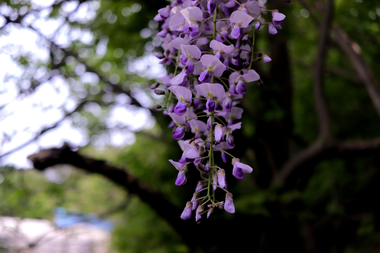 Canon EF-S 24mm F2.8 STM sample photo. Wisteria, flowers, garden photography