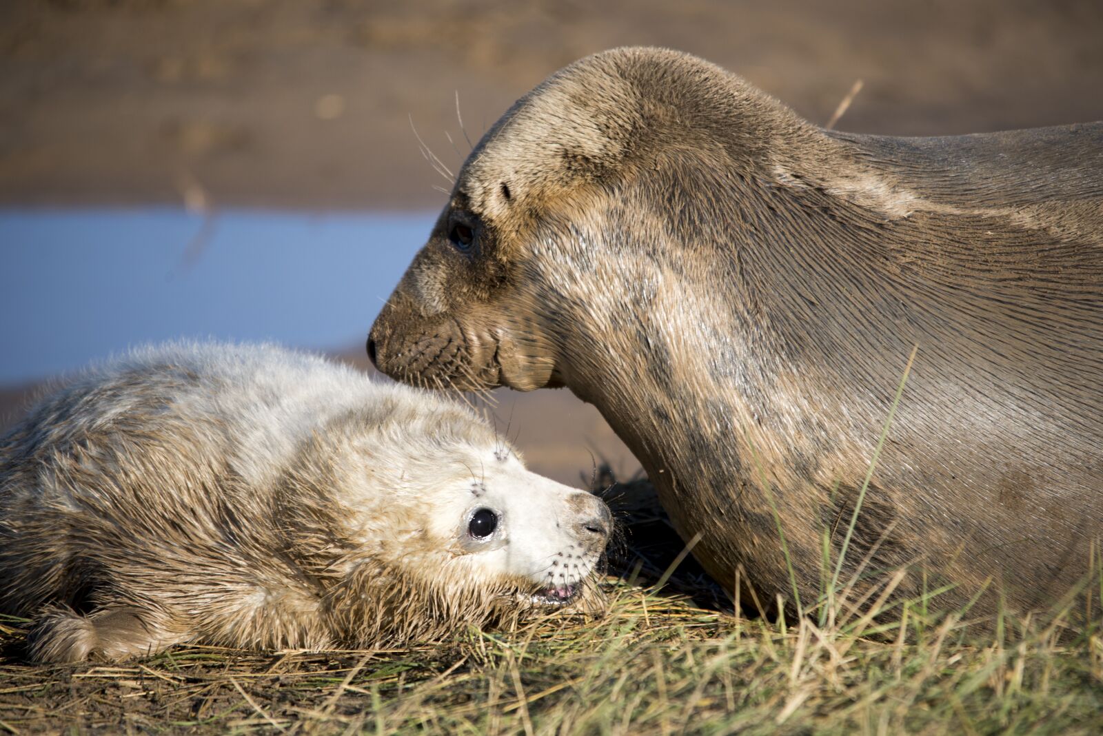 Nikon D750 sample photo. Seal pup, seals, wildlife photography