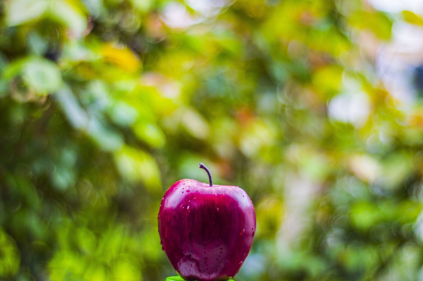 Nikon D3200 sample photo. Apple, outdoor, nature photography