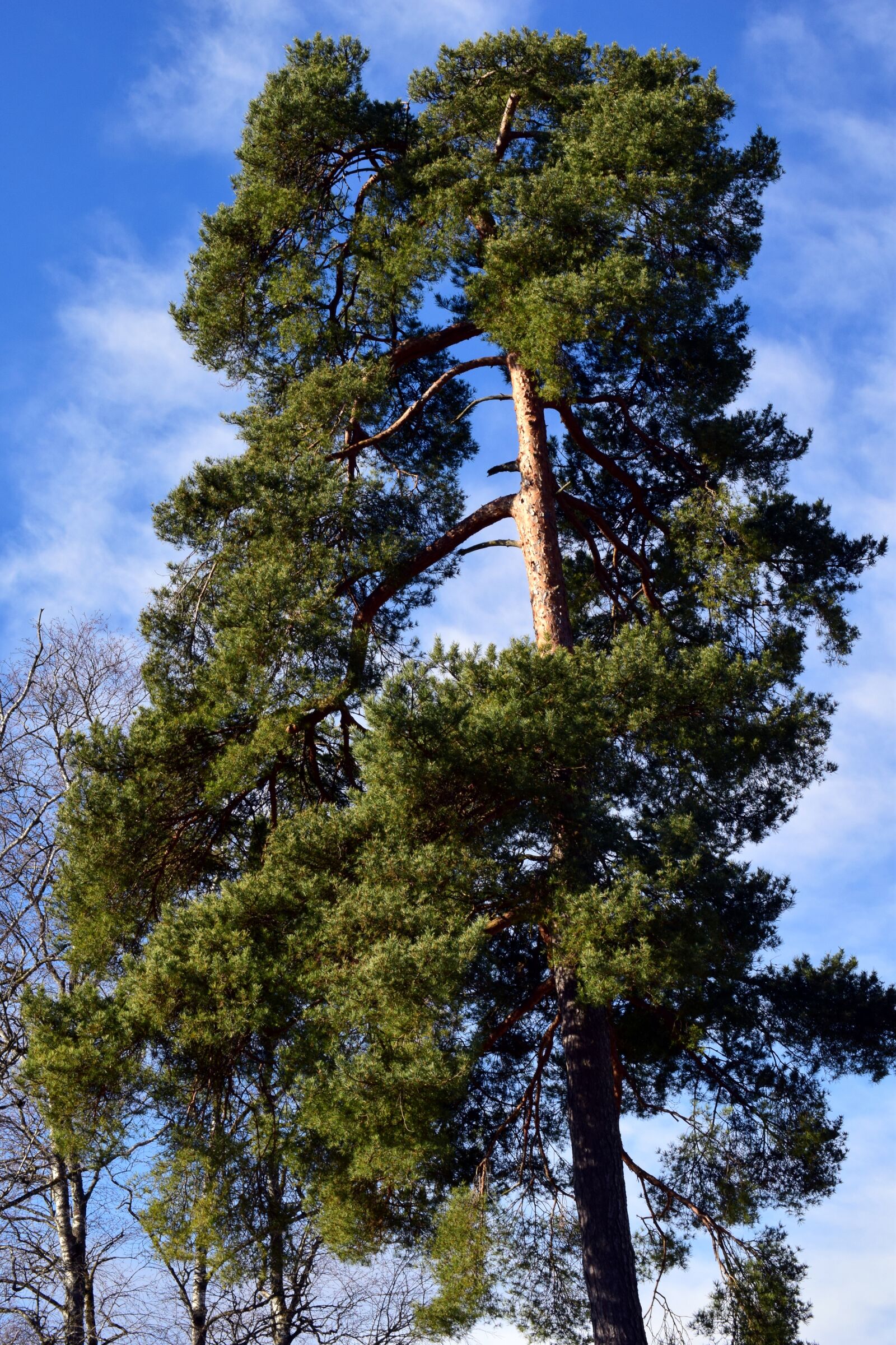 Nikon D3300 sample photo. Pine, conifer, winter photography