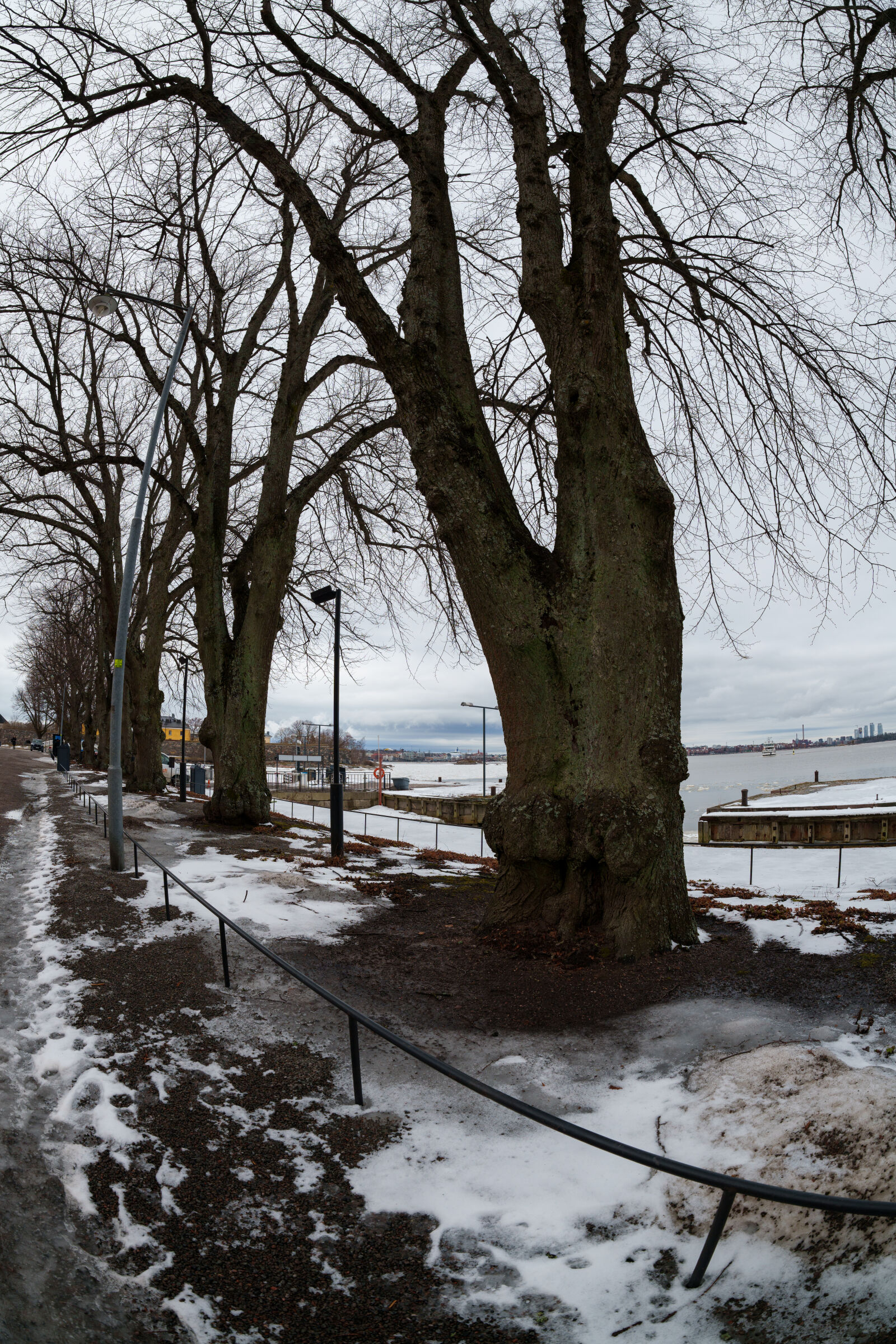 Sigma 15mm F1.4 DG DN Diagonal Fisheye Art sample photo. Trees by the street photography