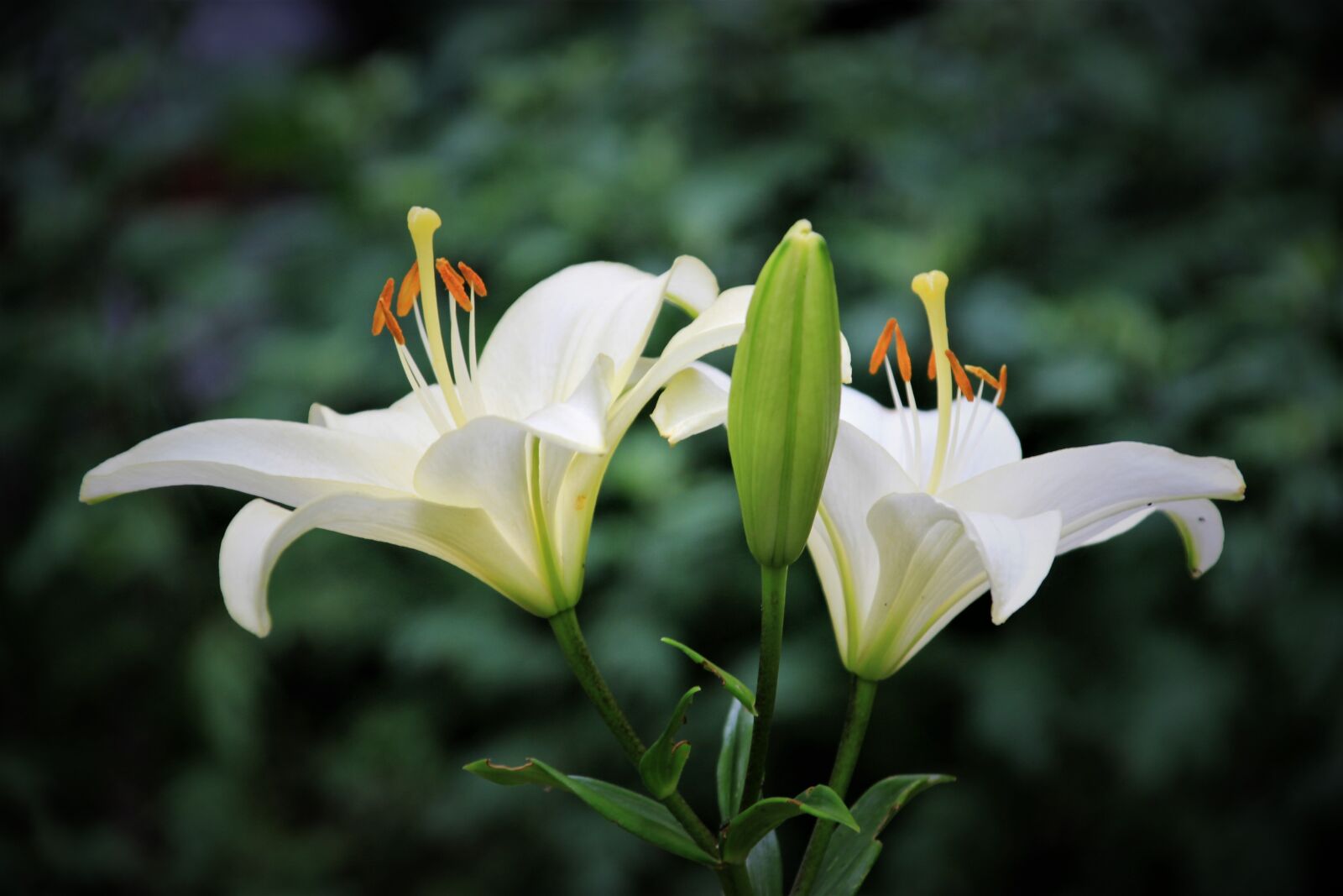 Canon EOS 600D (Rebel EOS T3i / EOS Kiss X5) + Canon TS-E 90mm F2.8 Tilt-Shift sample photo. Lily, flower, flowers photography