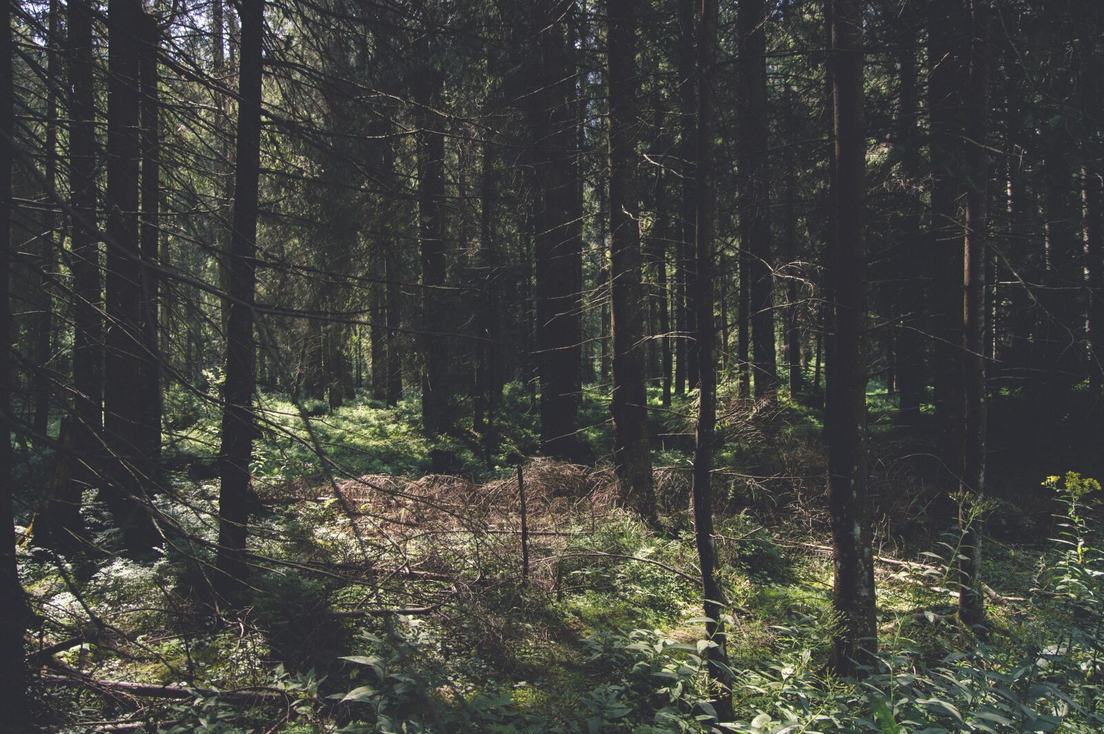 Nikon D3200 sample photo. Conifer, dawn, daylight photography