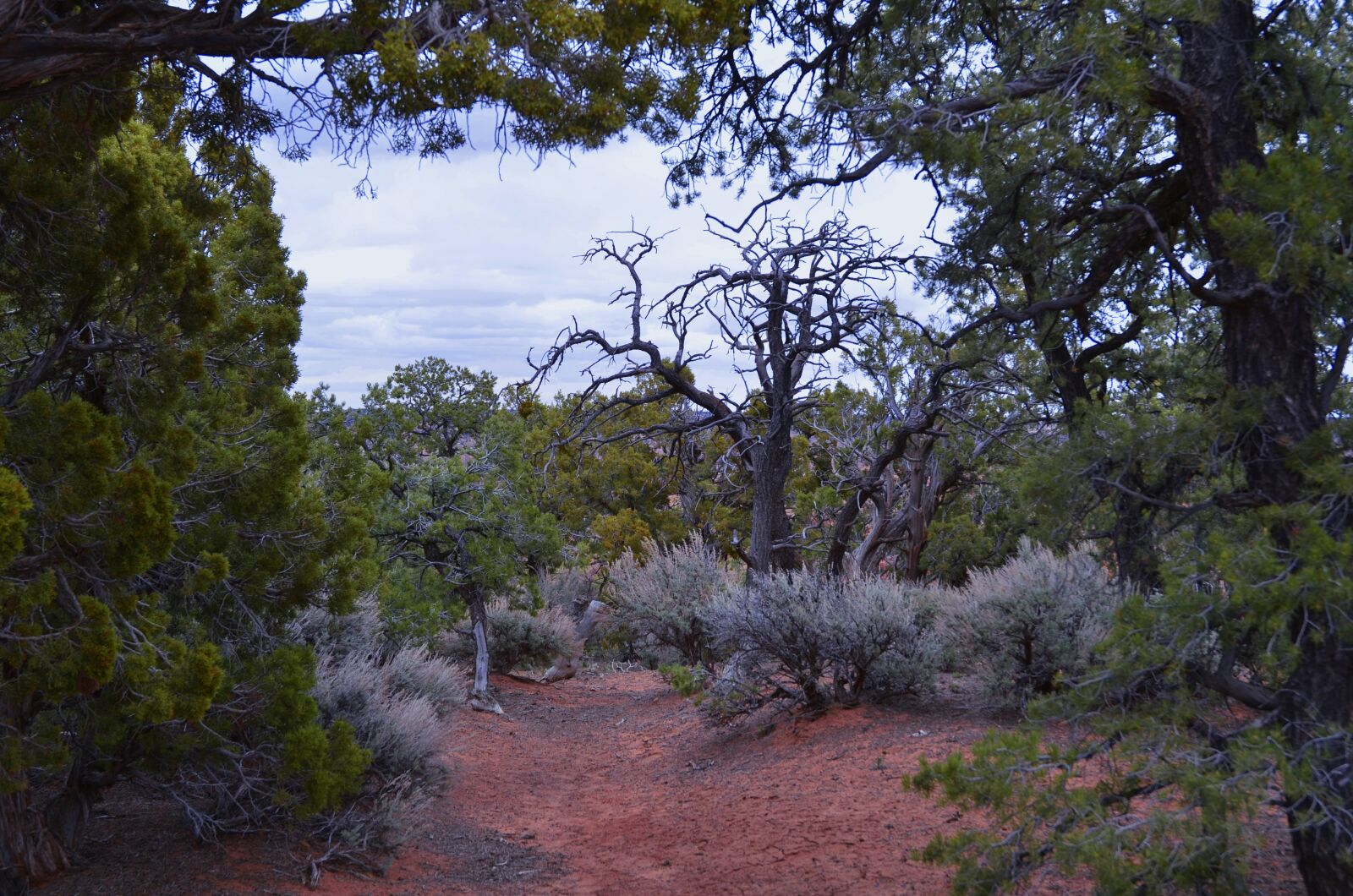 Nikon D7000 sample photo. Desert, trees, scrub brush photography