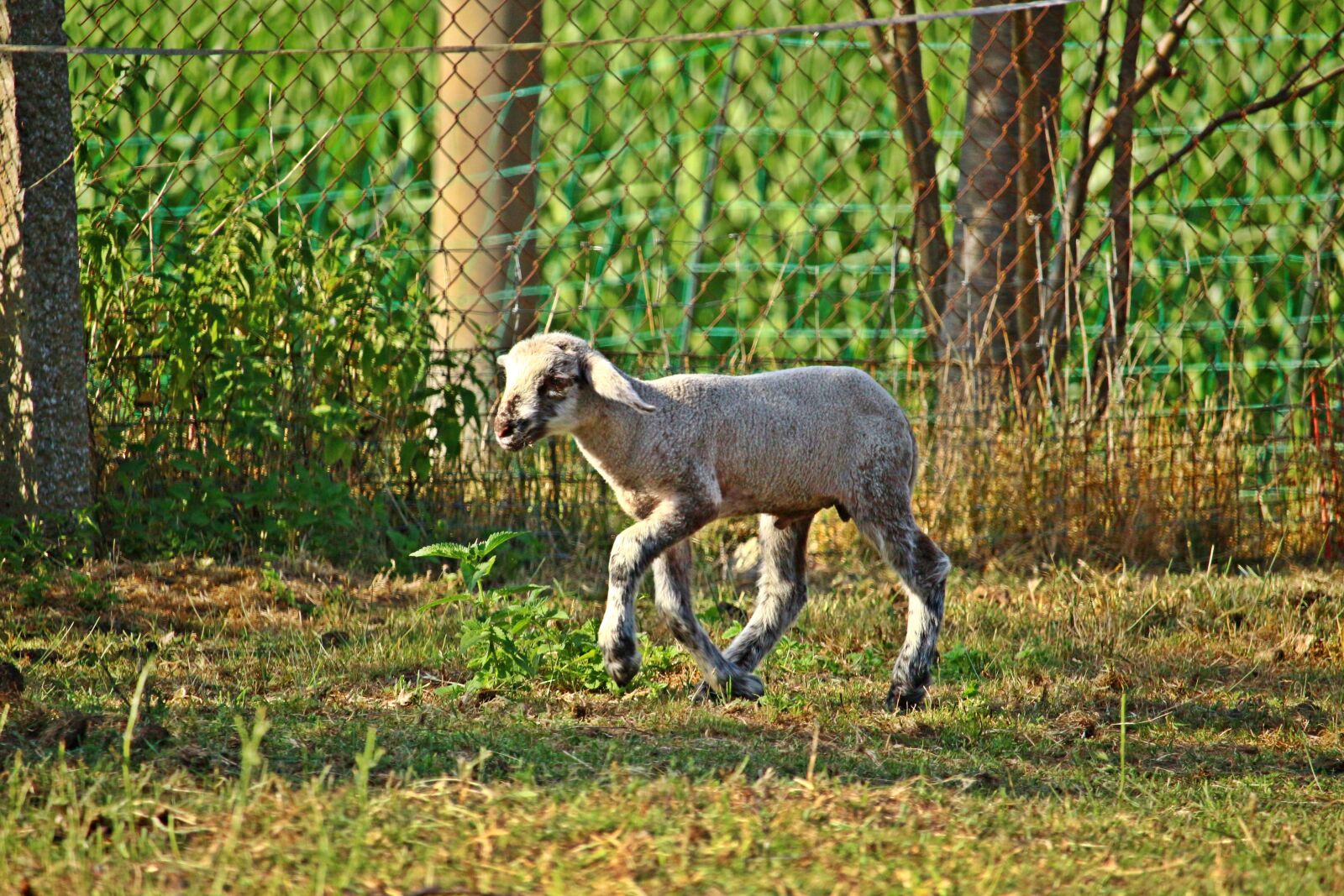 Canon EOS 100D (EOS Rebel SL1 / EOS Kiss X7) sample photo. Sheep, lamb, animal photography