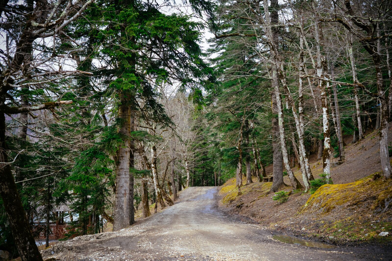Nikon D800 sample photo. Forest, road, mountains photography