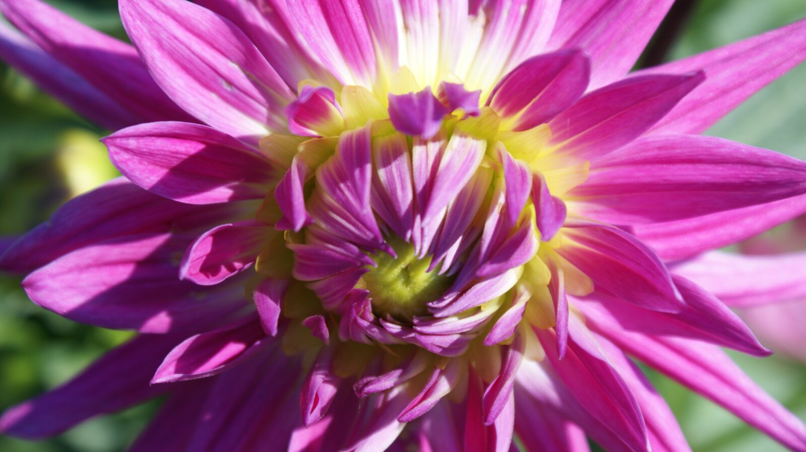 Sony Alpha DSLR-A350 sample photo. Dahlia, flower, bloom photography