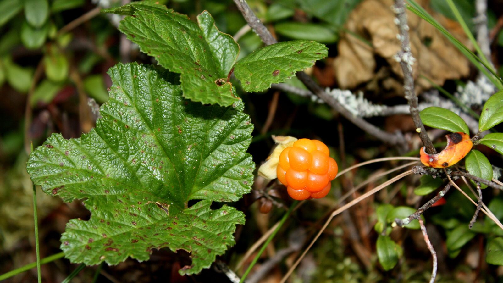 Canon EOS 450D (EOS Rebel XSi / EOS Kiss X2) sample photo. Cloudberry, polish, swamp photography