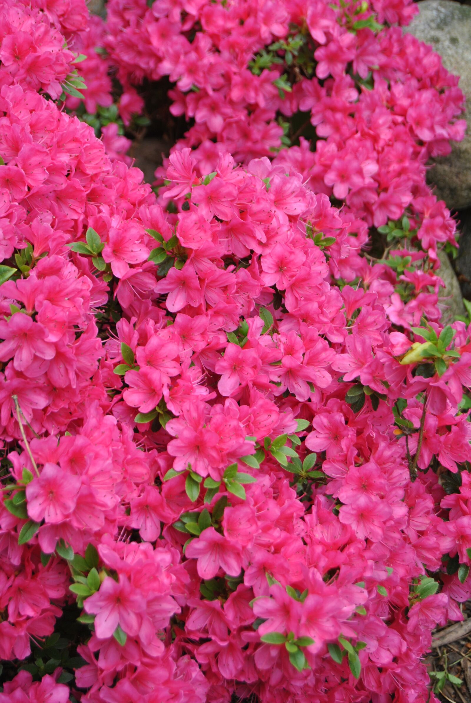 Nikon D3000 sample photo. Flowers, rhododendron, bush photography