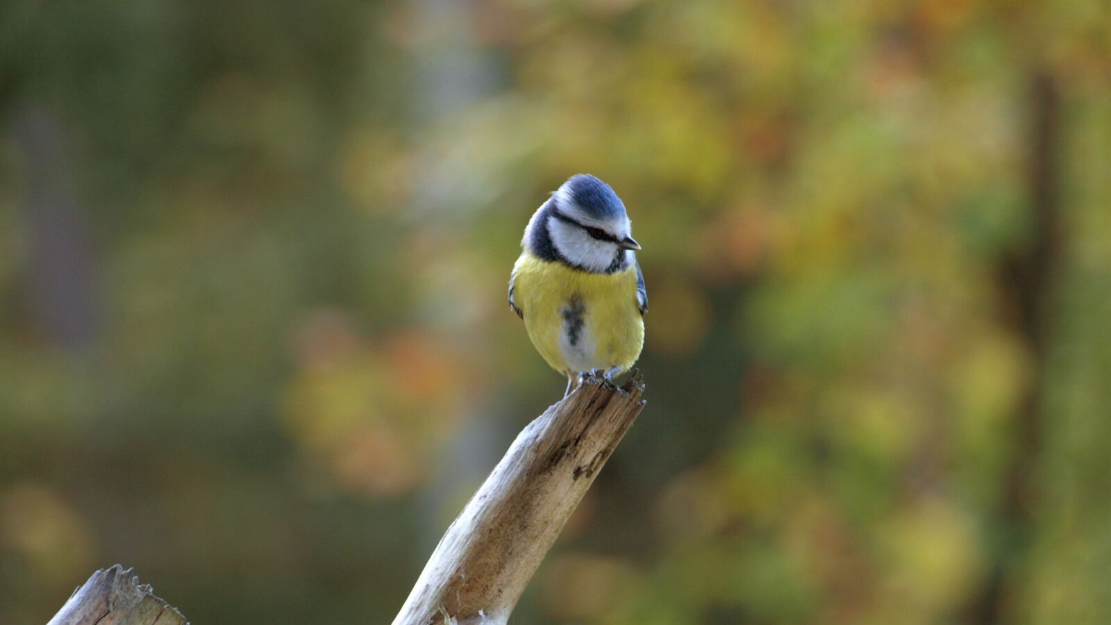 Olympus E-510 (EVOLT E-510) sample photo. Blue tit, bird, tit photography