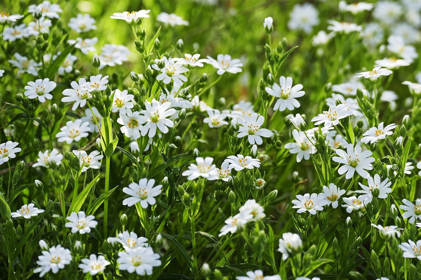 Panasonic Lumix DMC-FZ1000 sample photo. Spring flowers, spring blossoms photography